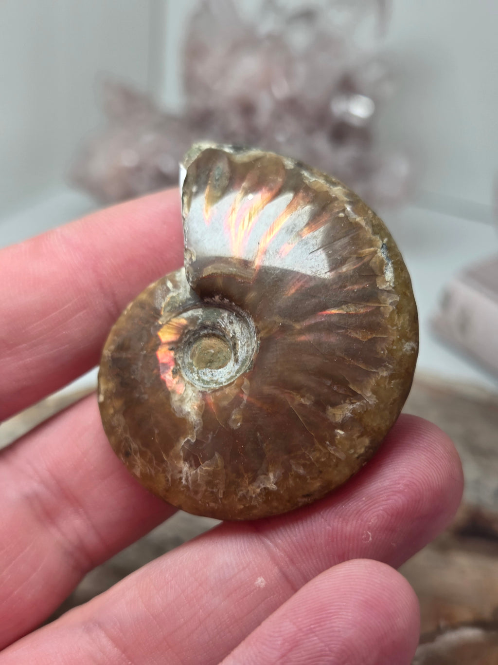 Full Rainbow Ammonite Fossil specimen option 2