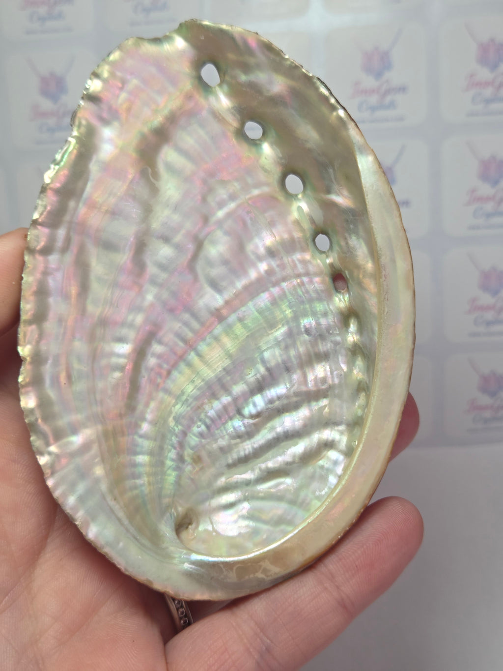 Aberlone shell