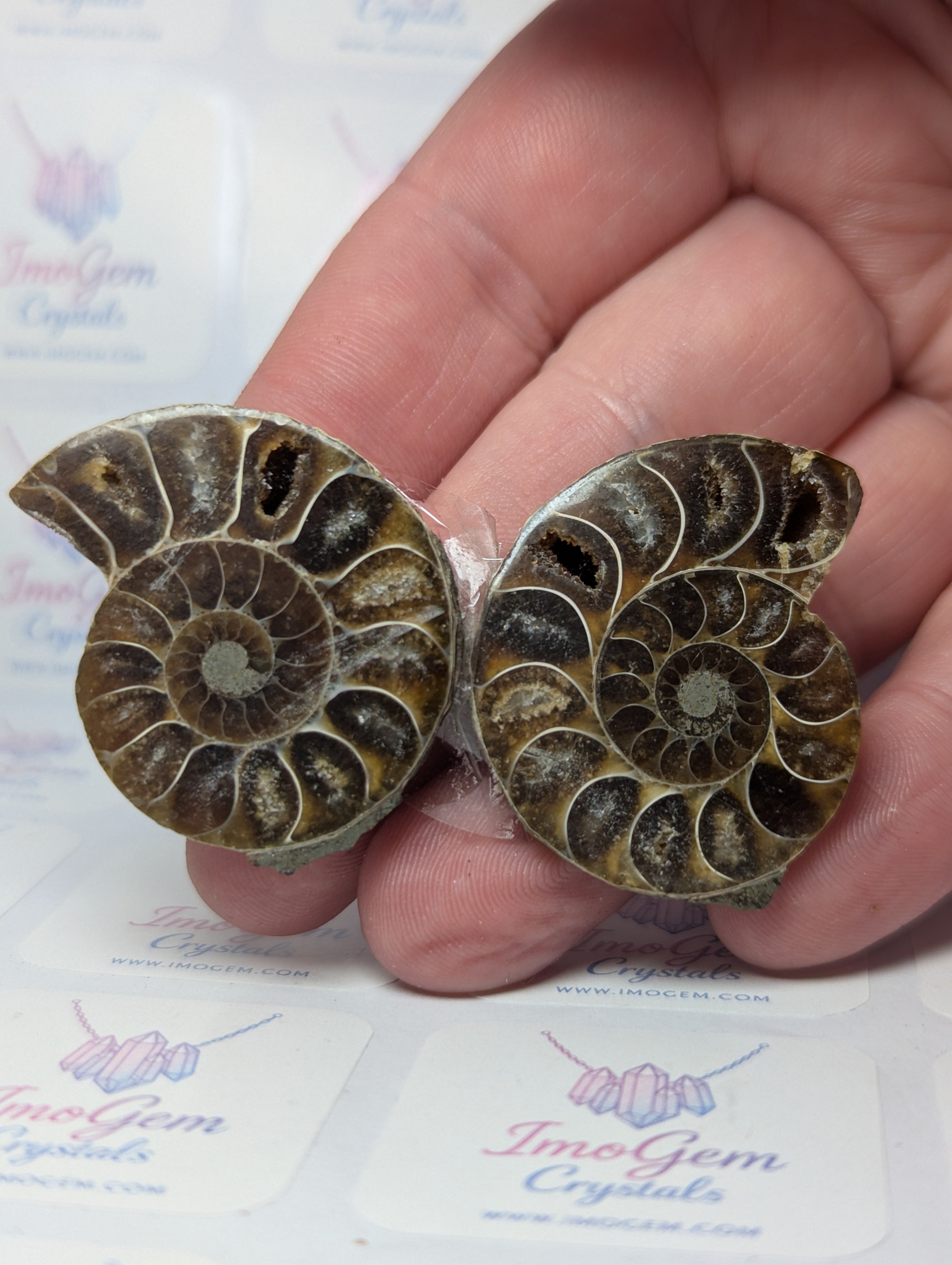 Duzy Amanite fossil slices