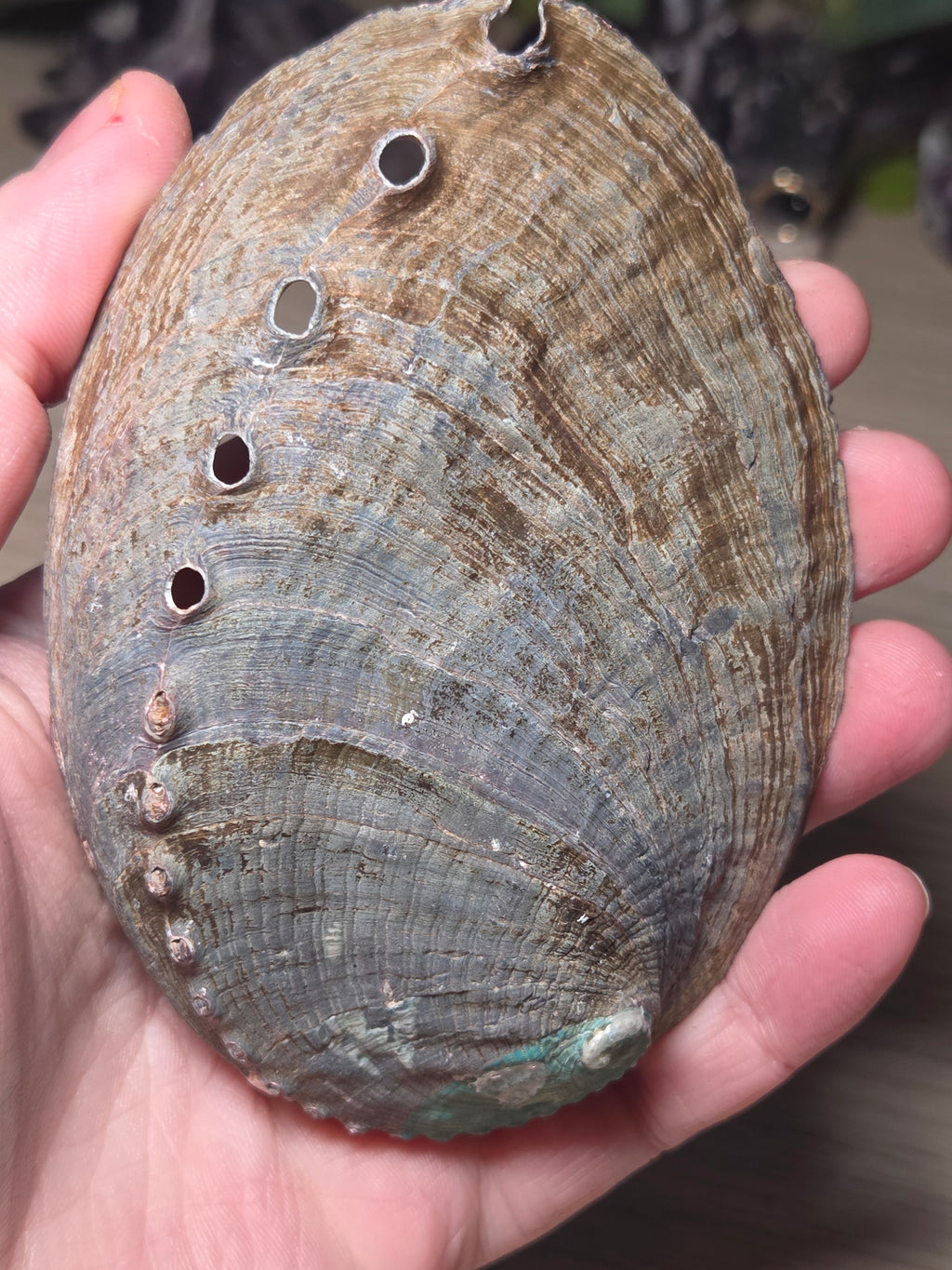Aberlone Shell