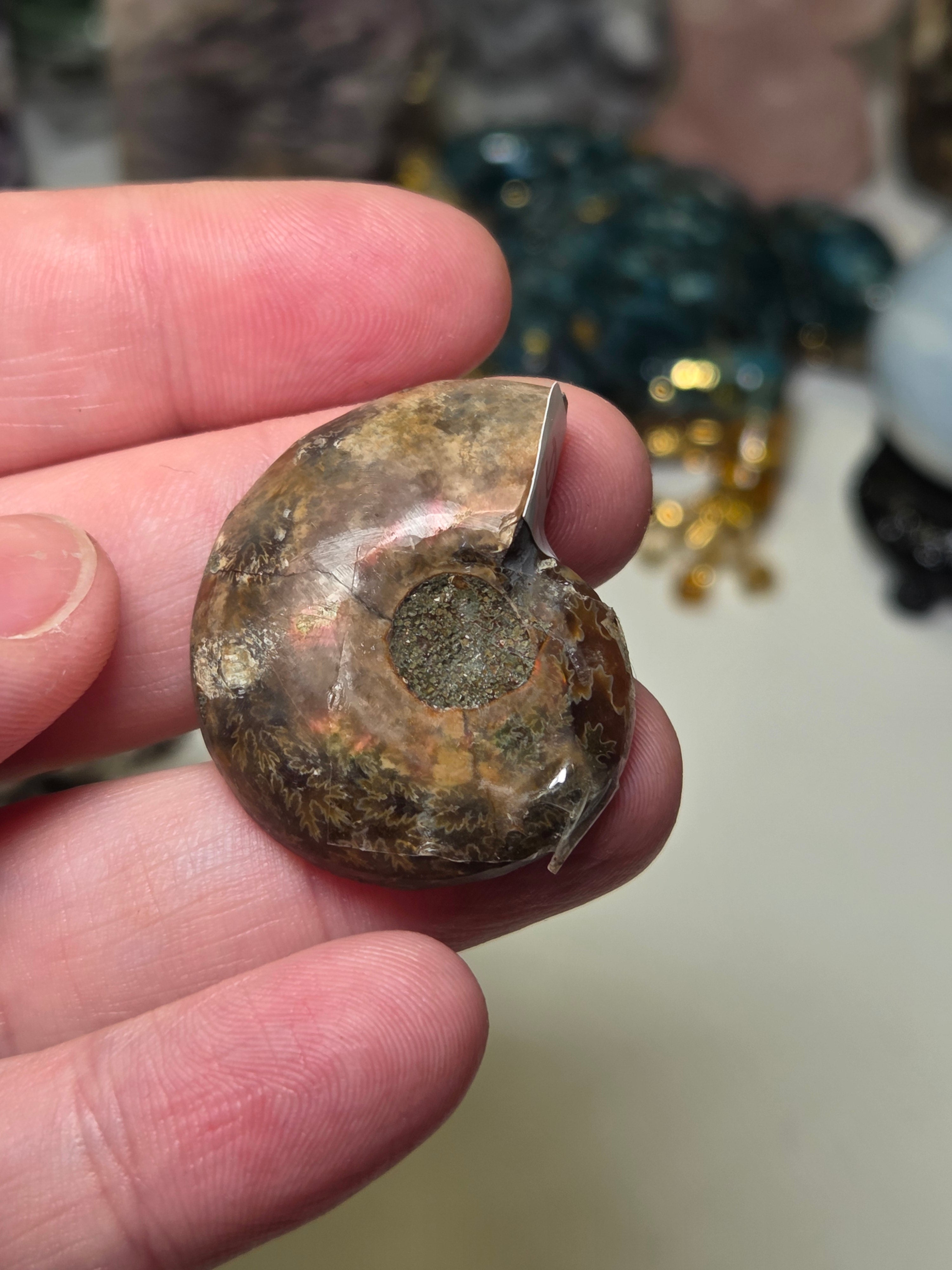 Amanite rainbow shell slice