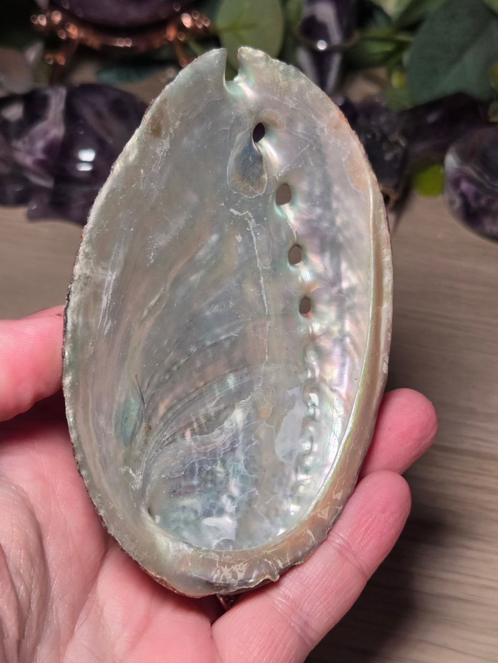 Aberlone Shell