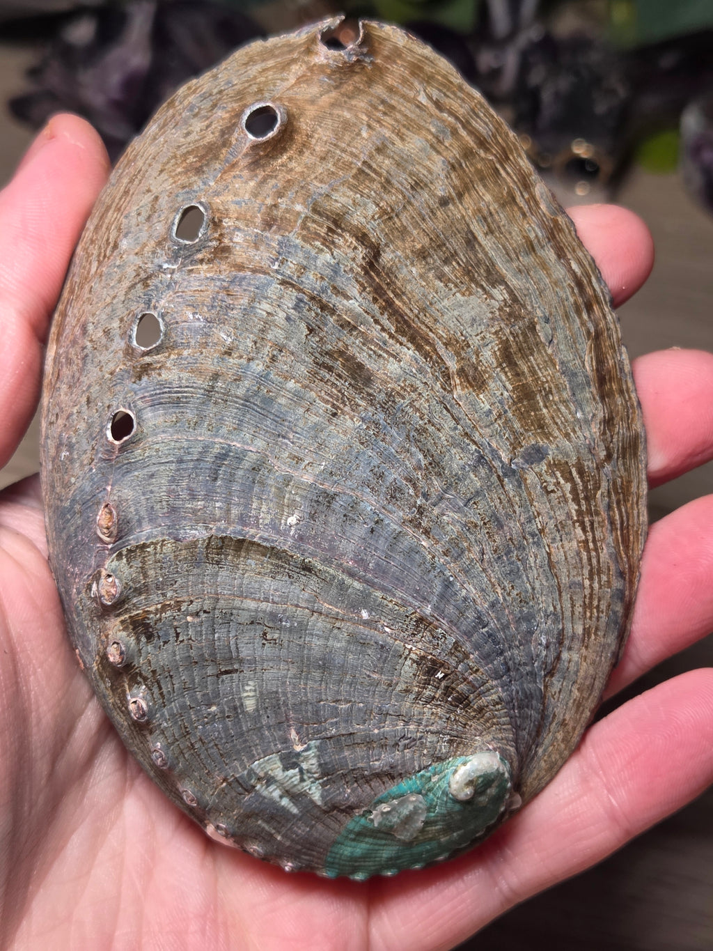 Aberlone Shell