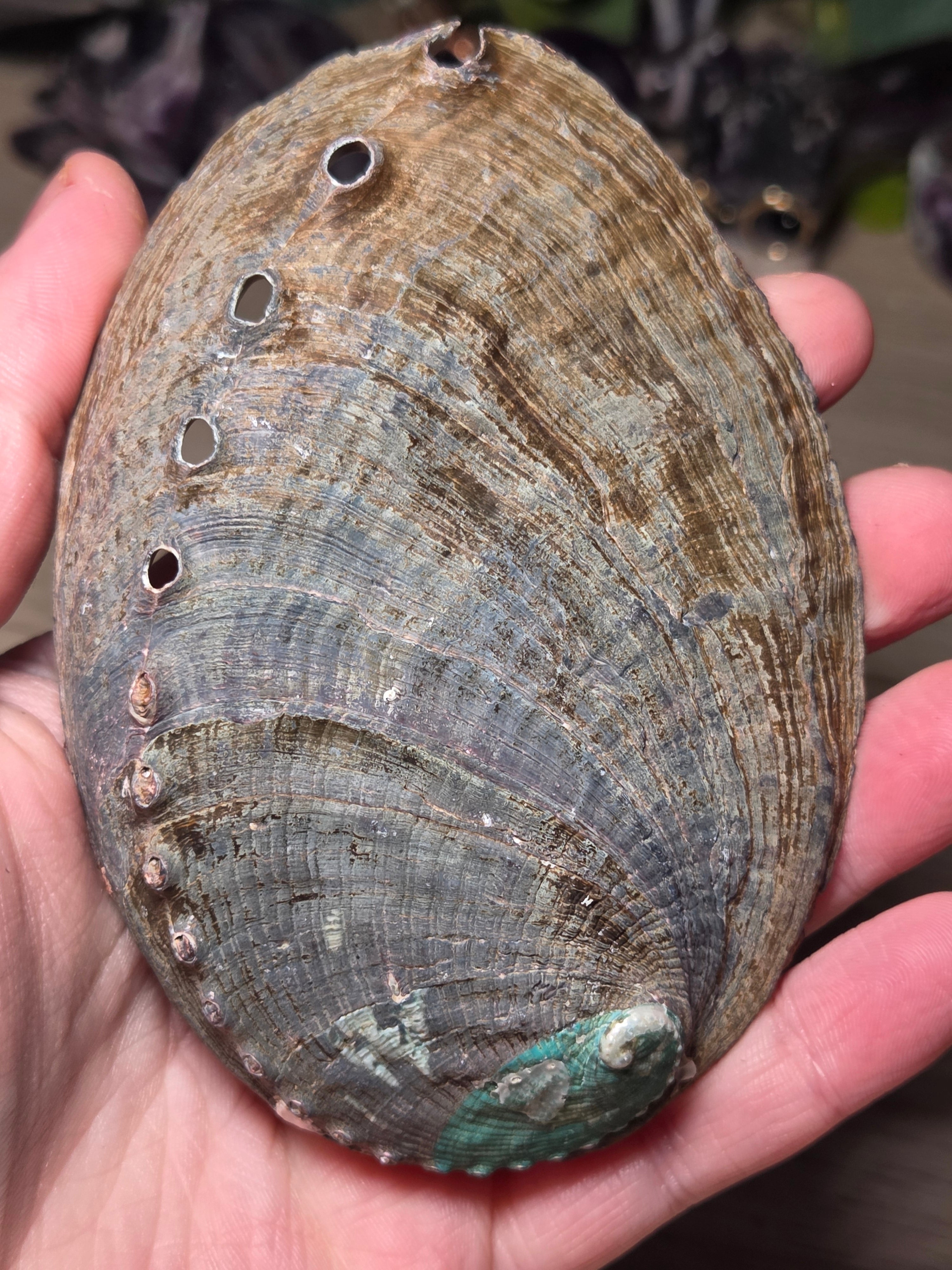 Aberlone Shell