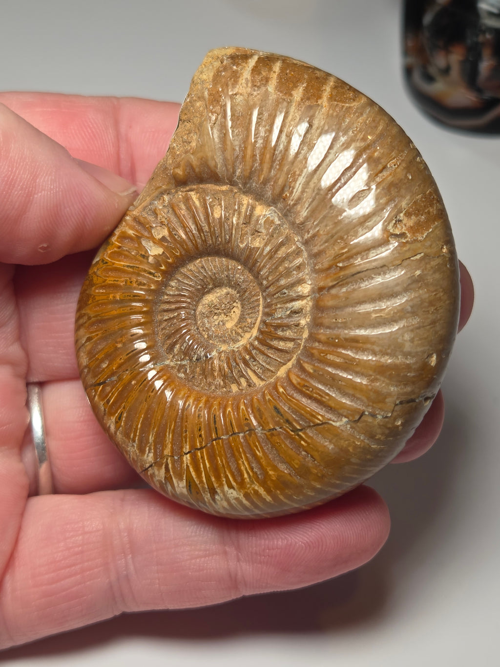 Amanite full fossil