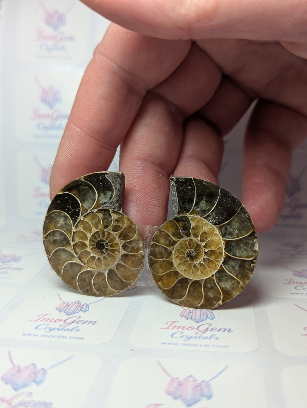 Set of 2 Amanite fossil slices