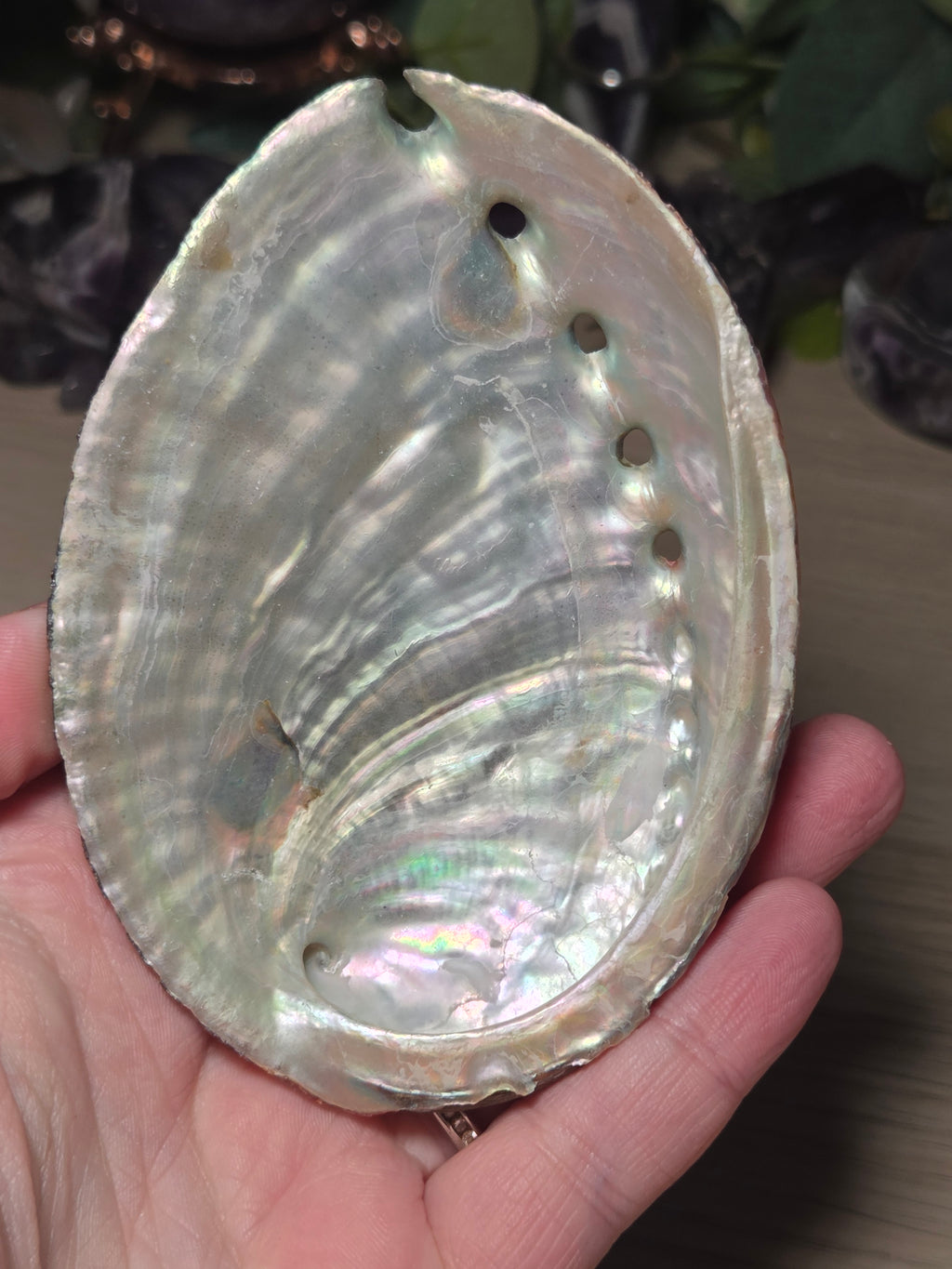 Aberlone Shell