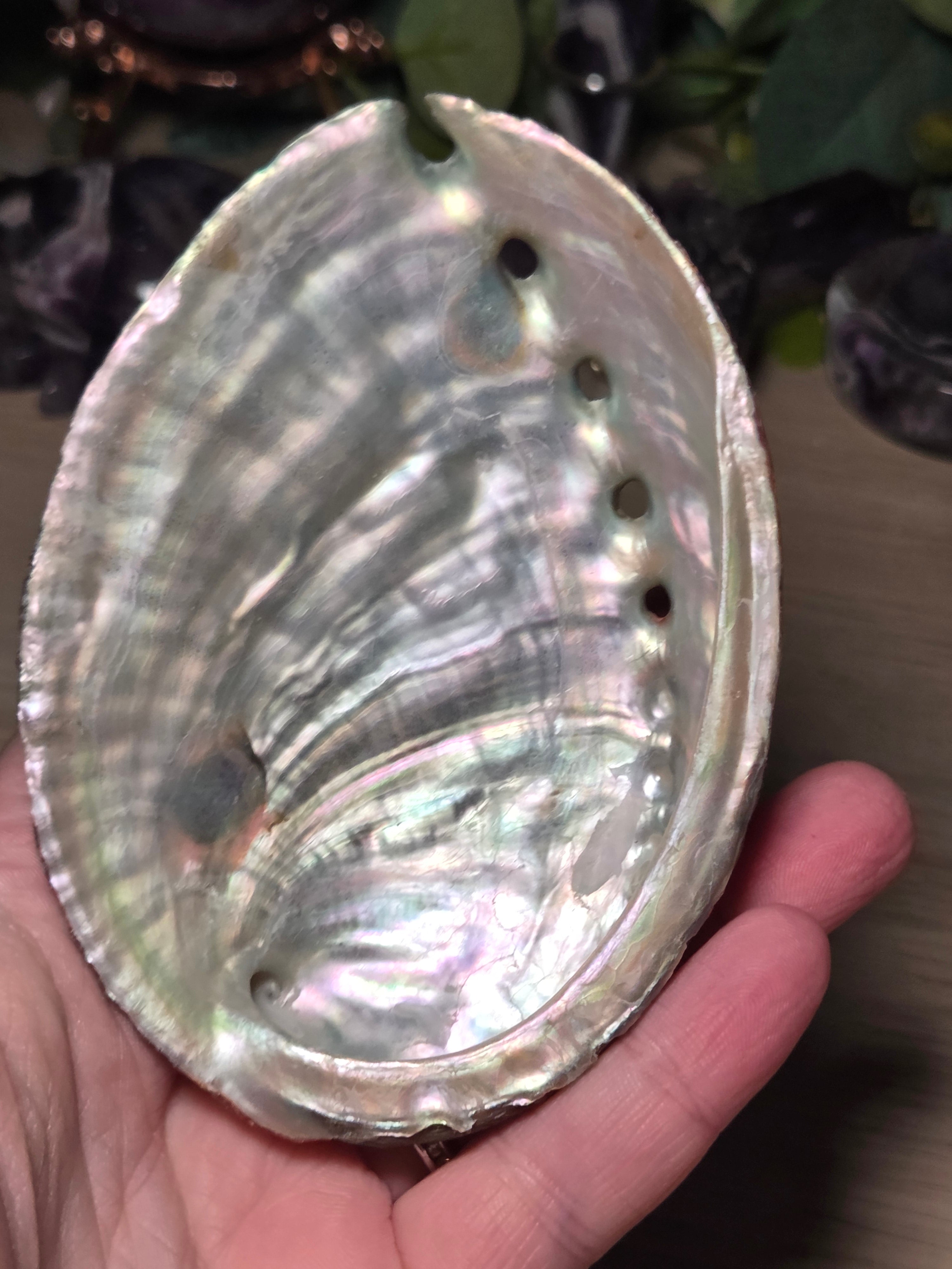 Aberlone Shell