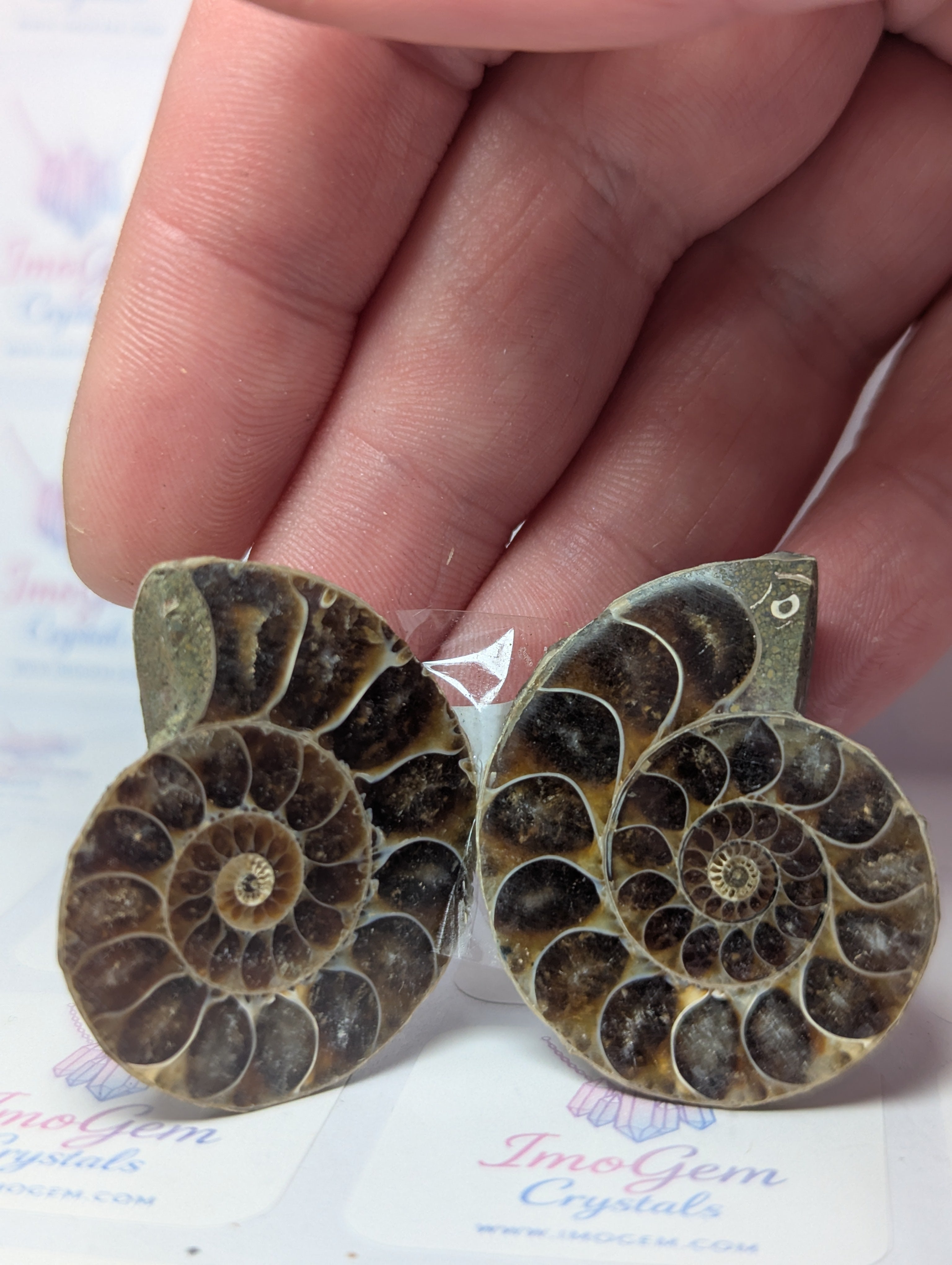 Rainbow Amanite fossil slices set of 2