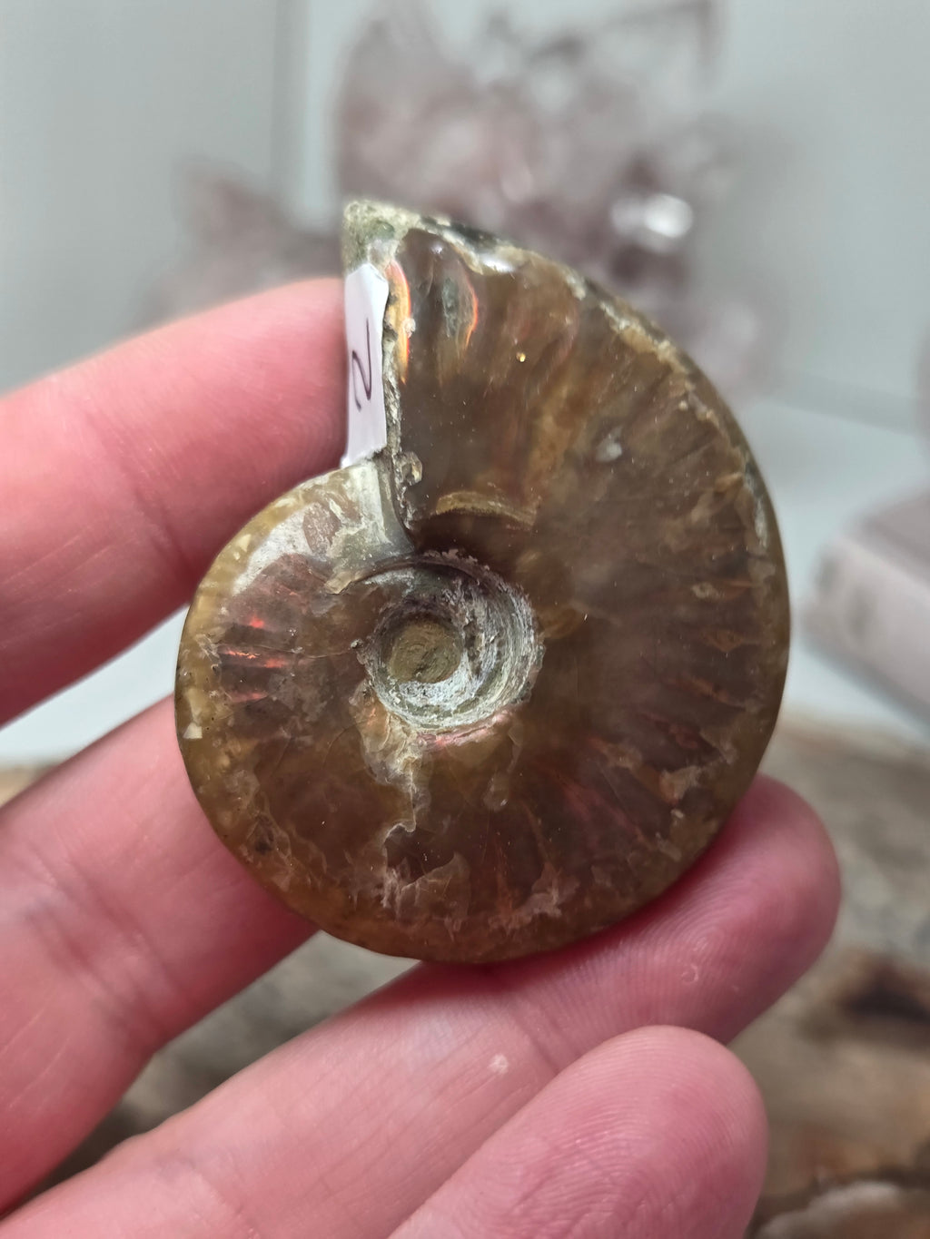 Rainbow Ammonite Fossil specimen option  K
