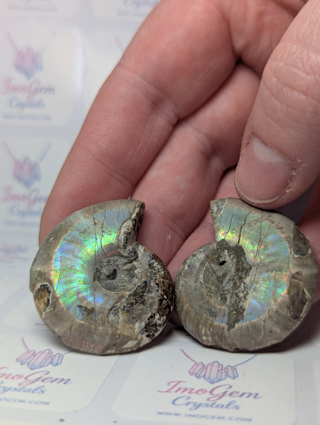 Rainbow Amanite fossil slices set of 2