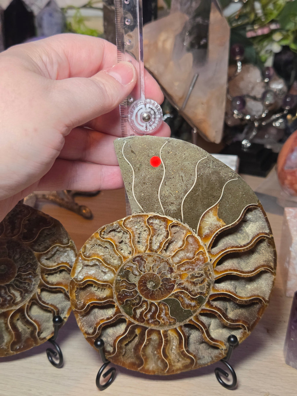 Large Amanite slices with Stands