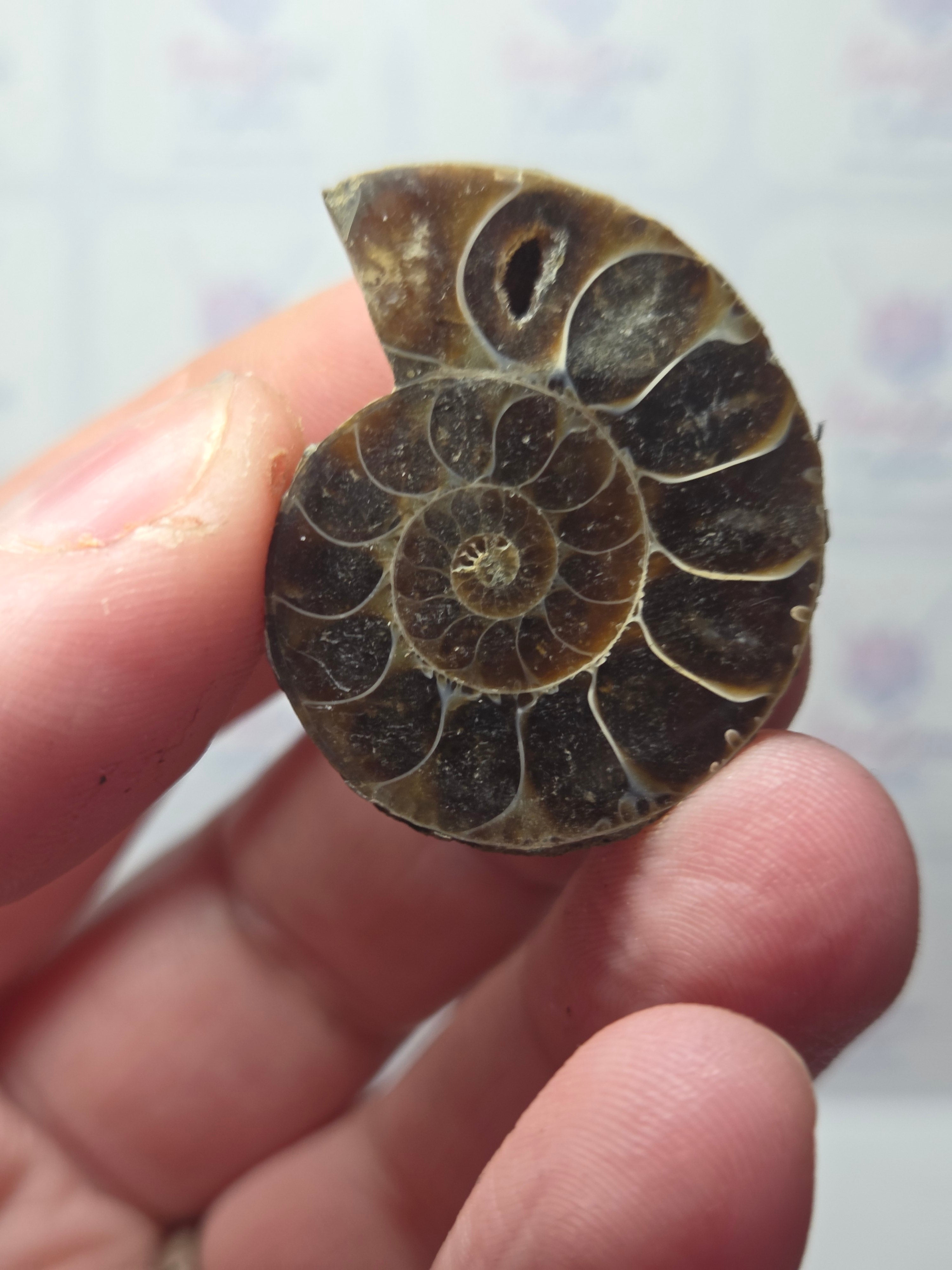 Amanite fossil slice