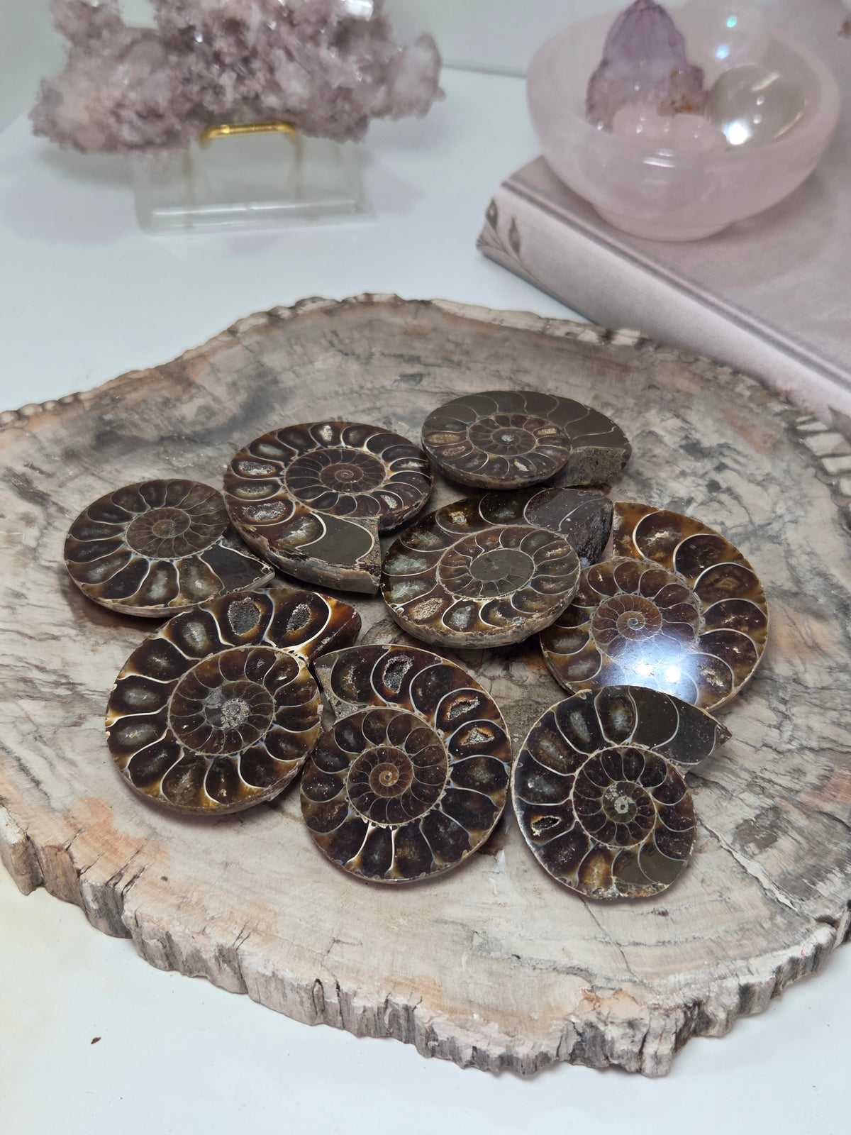 Ammonite Fossil slice  one piece