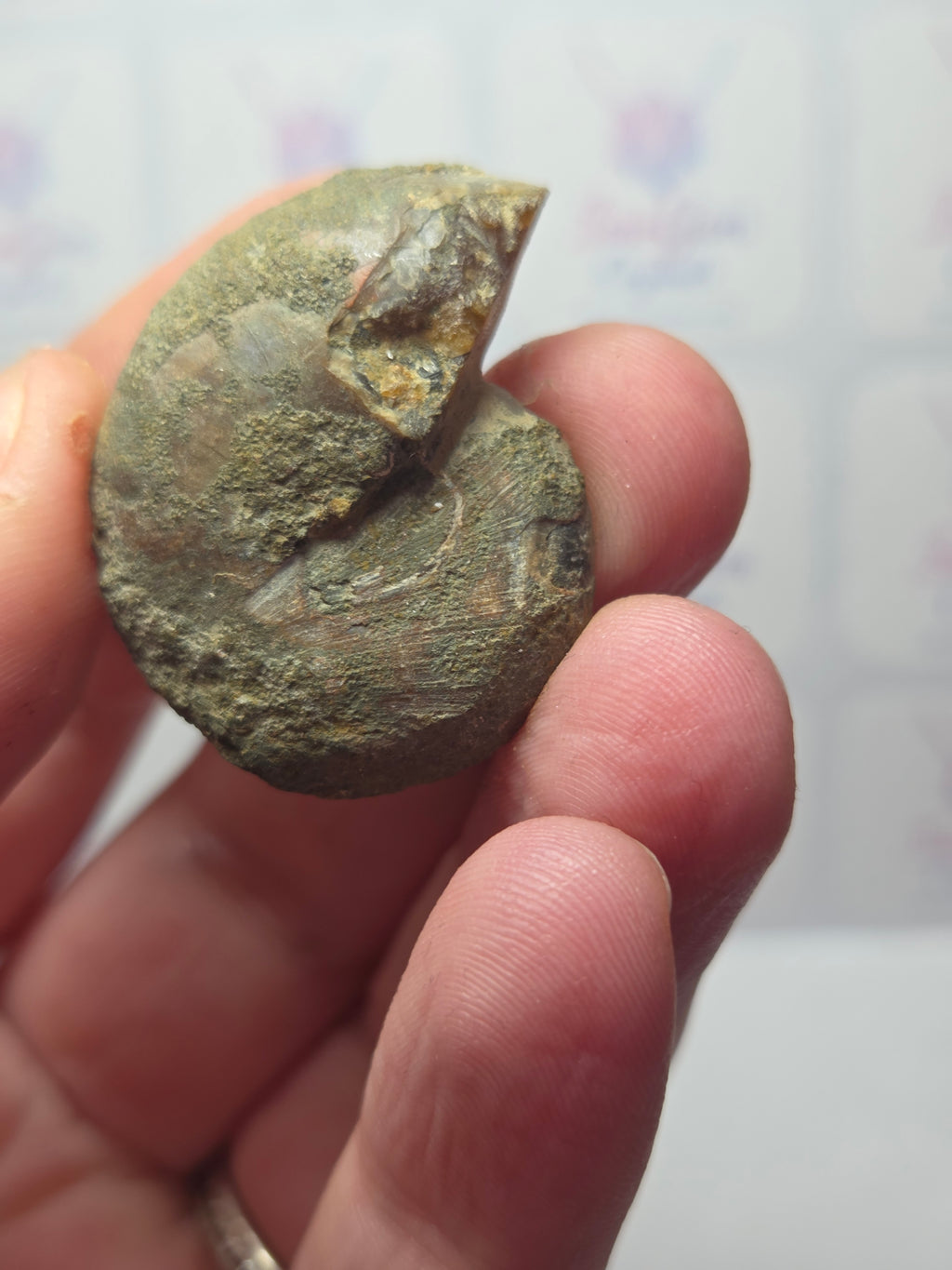 Amanite fossil slice