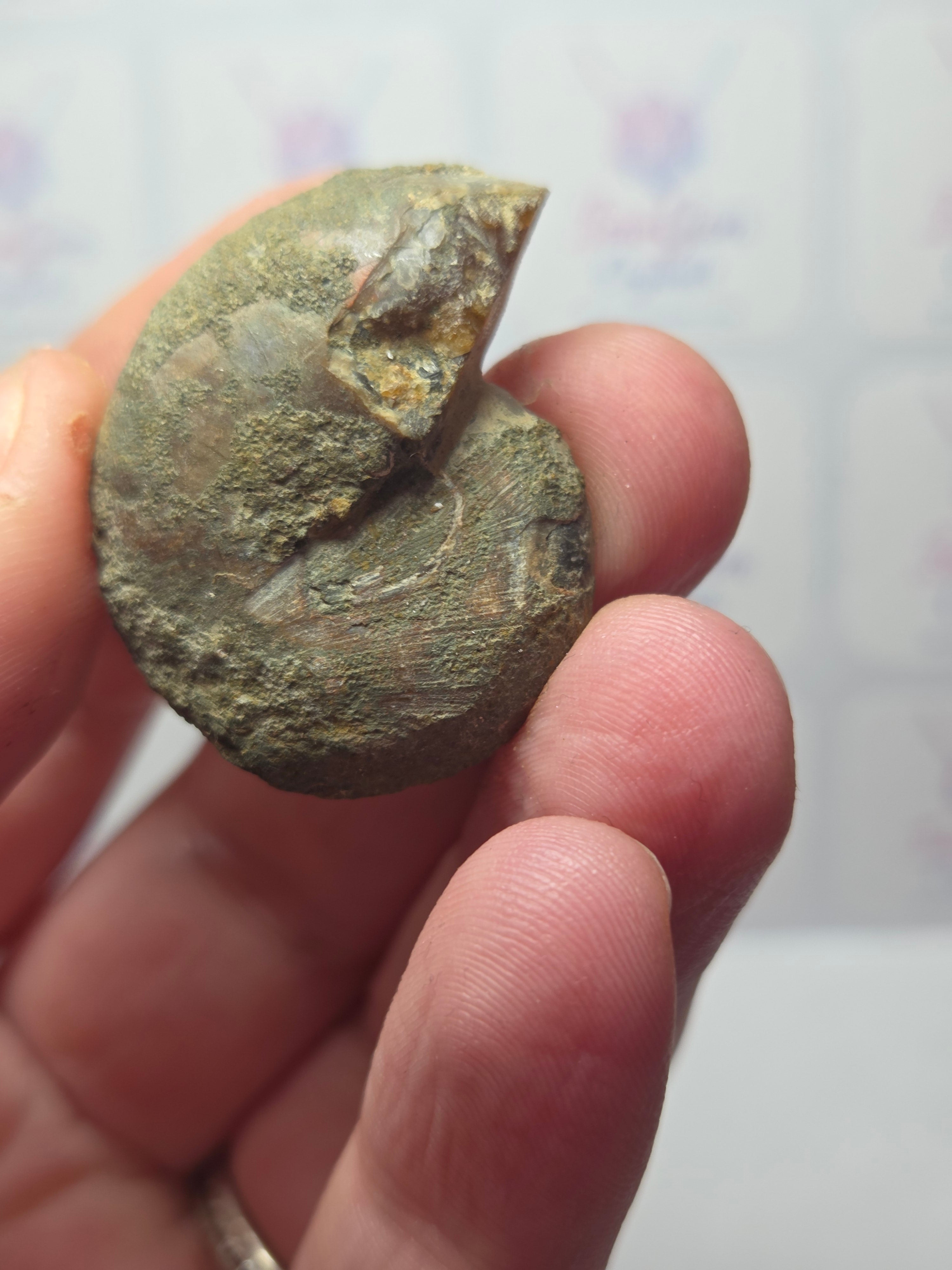Amanite fossil slice