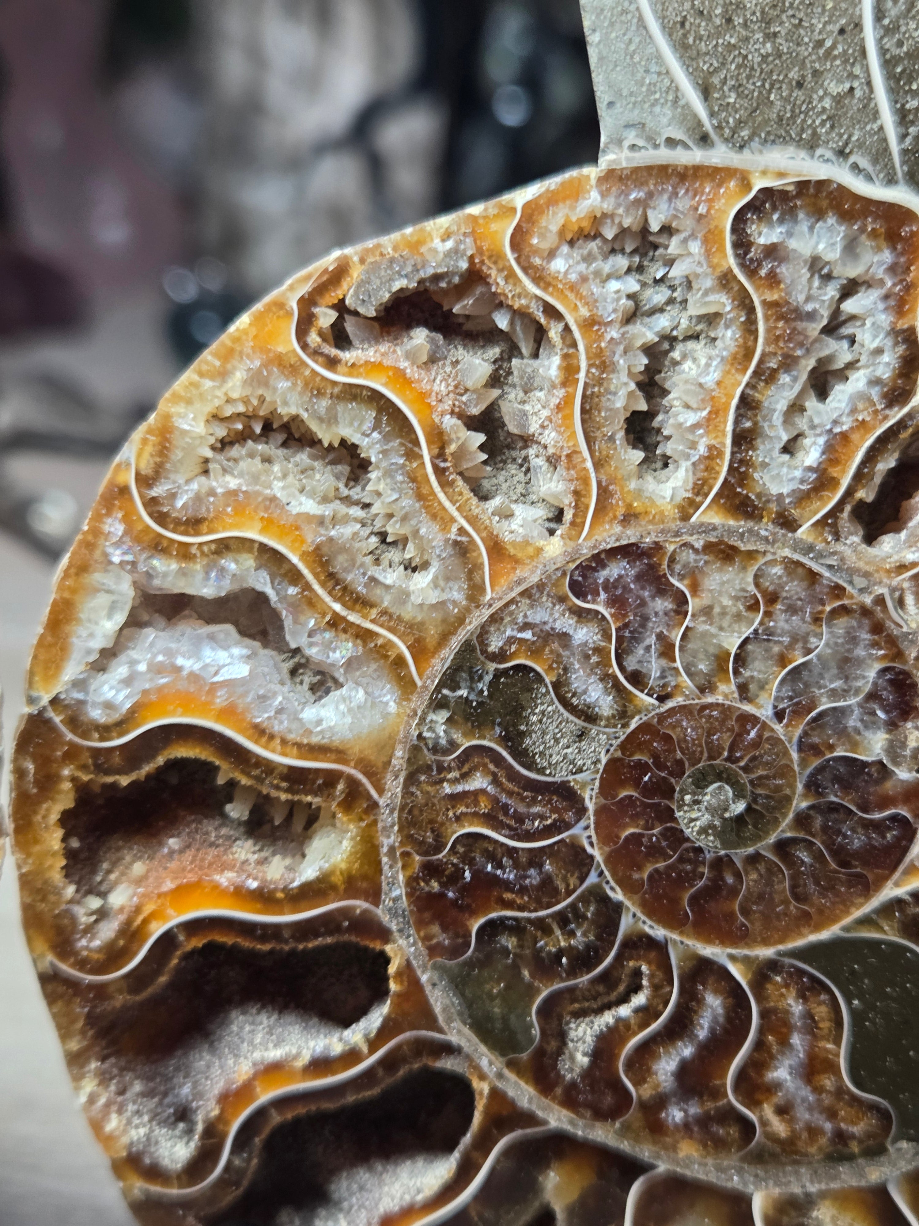 Large Amanite slices with Stands