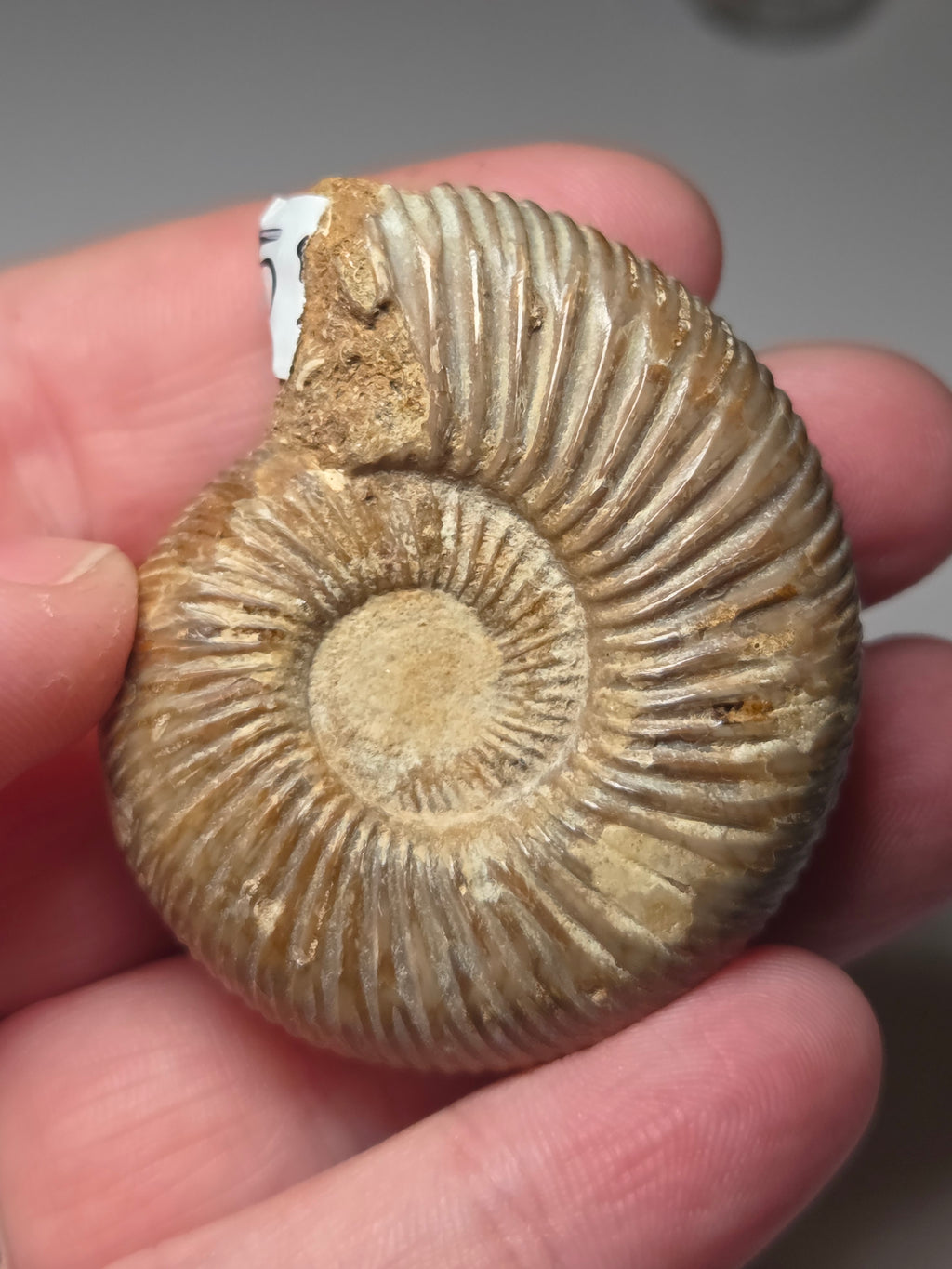 Amanite full fossil