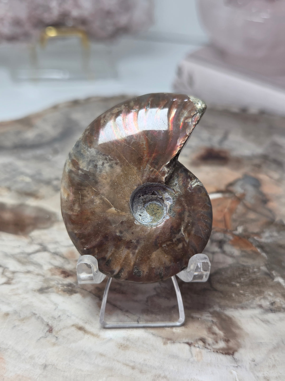 Rainbow Ammonite Fossil specimen option  K