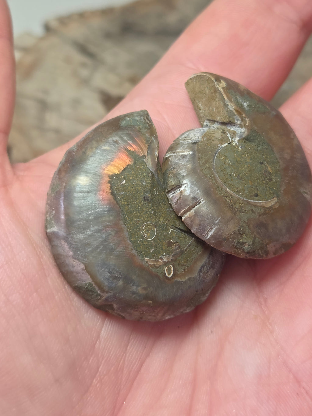 Ammonite Slices Set of 2 fossils option P