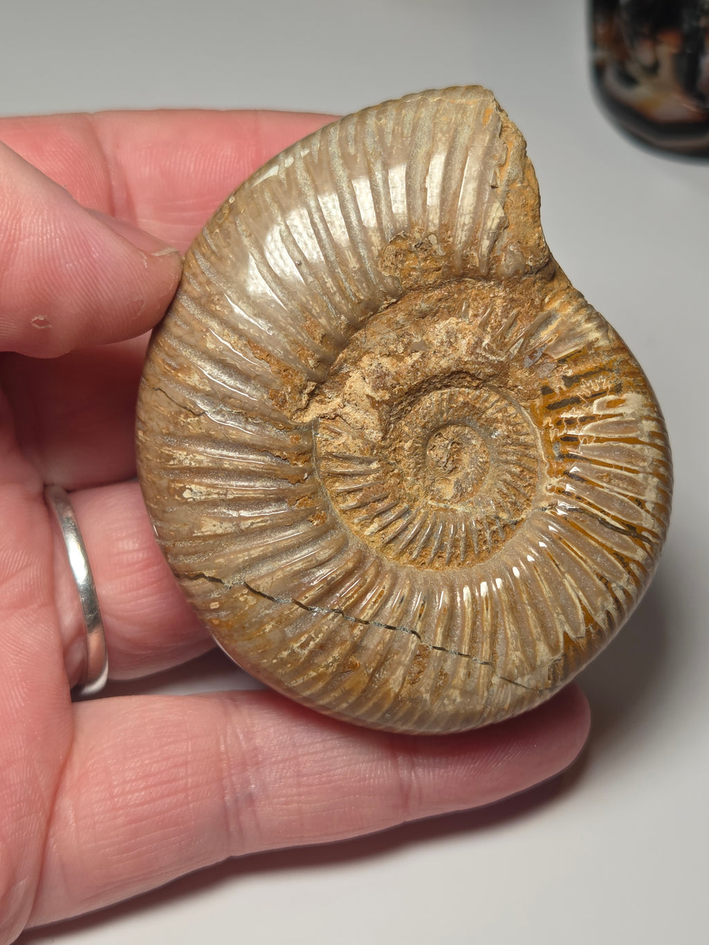 Amanite full fossil