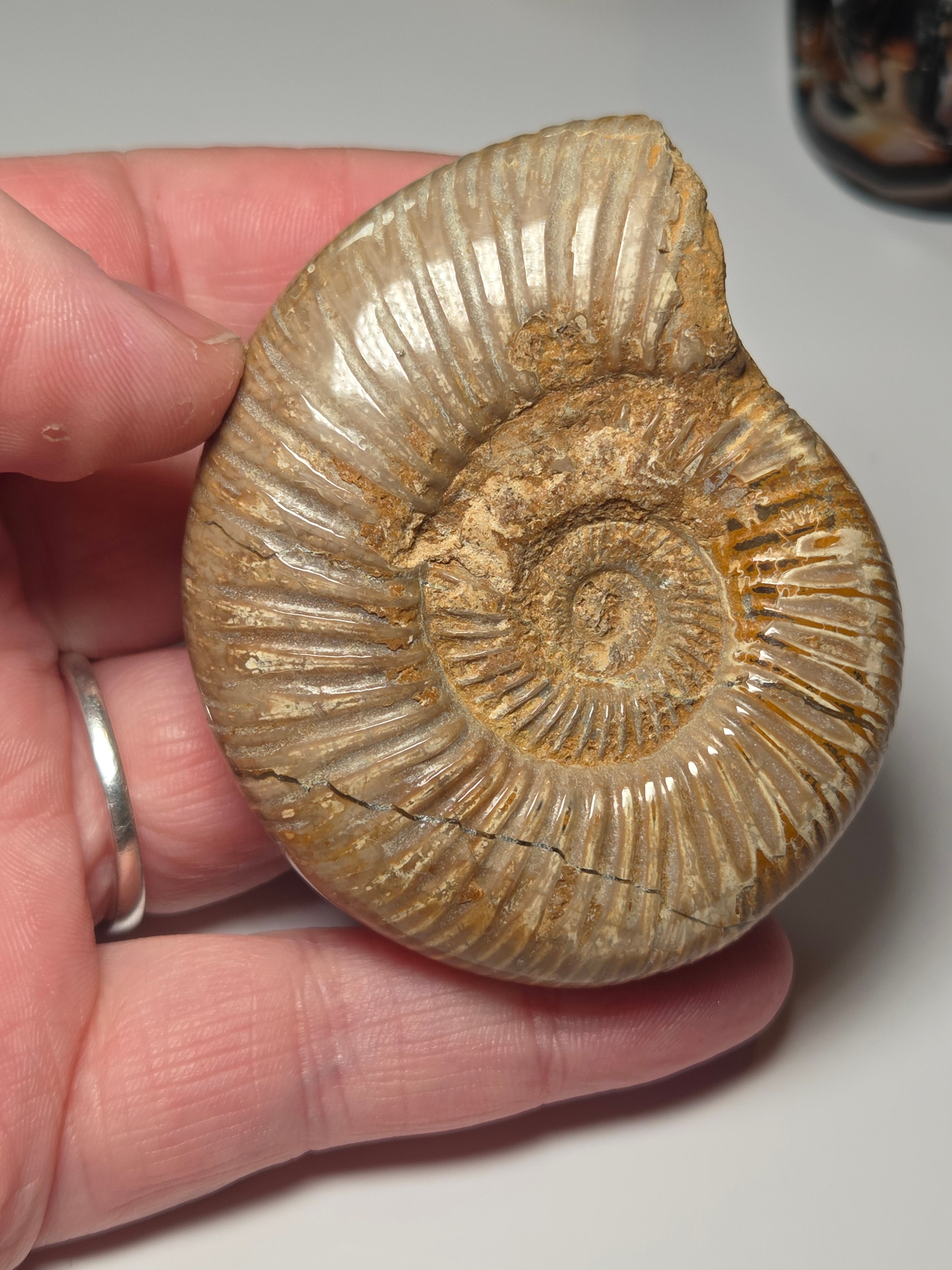 Amanite full fossil
