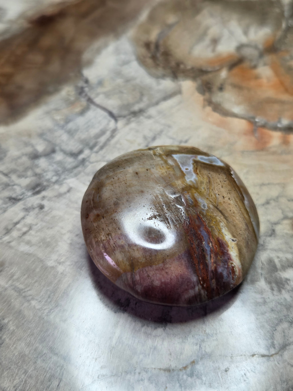 Petrified wood palm stone