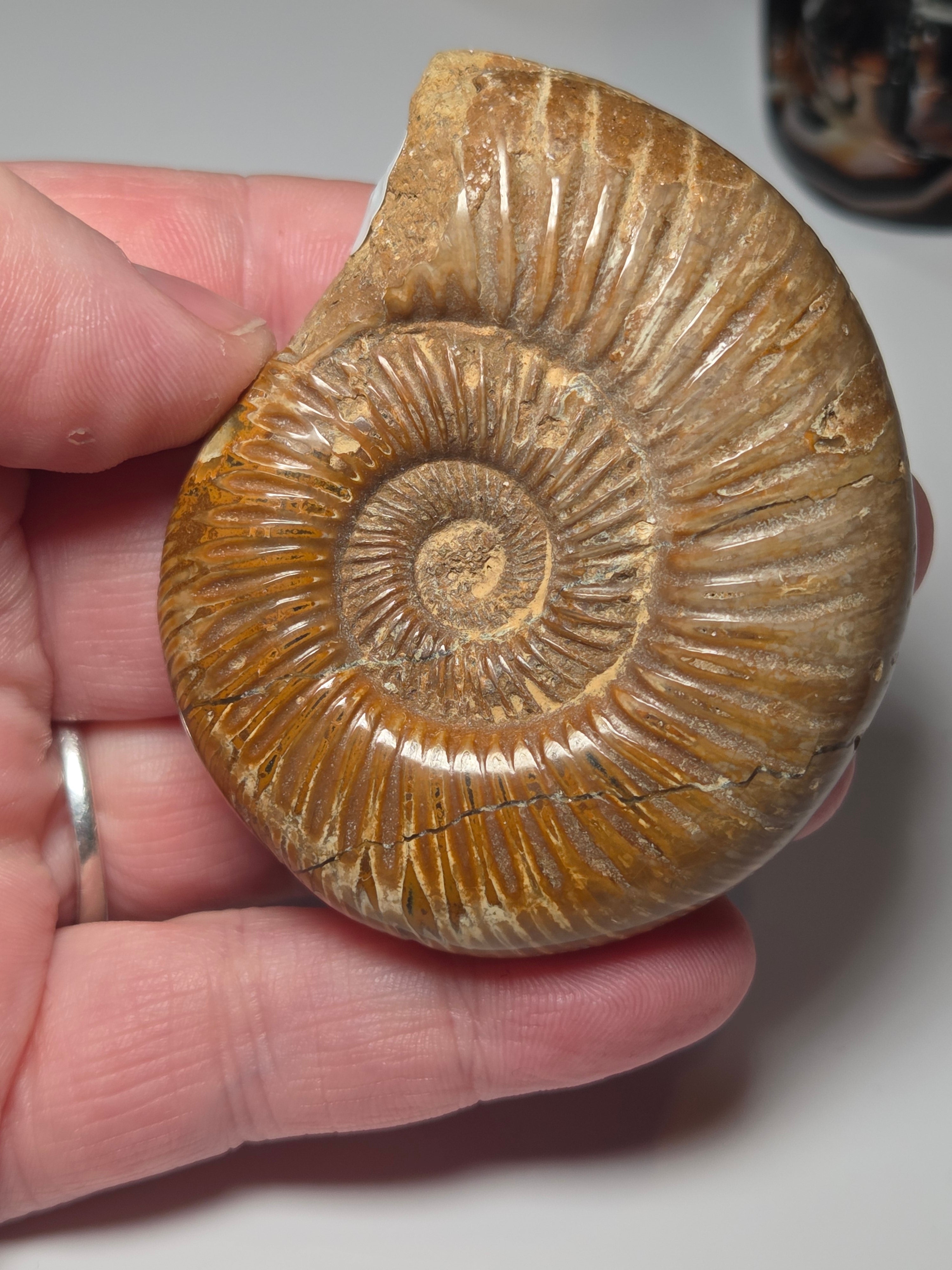 Amanite full fossil