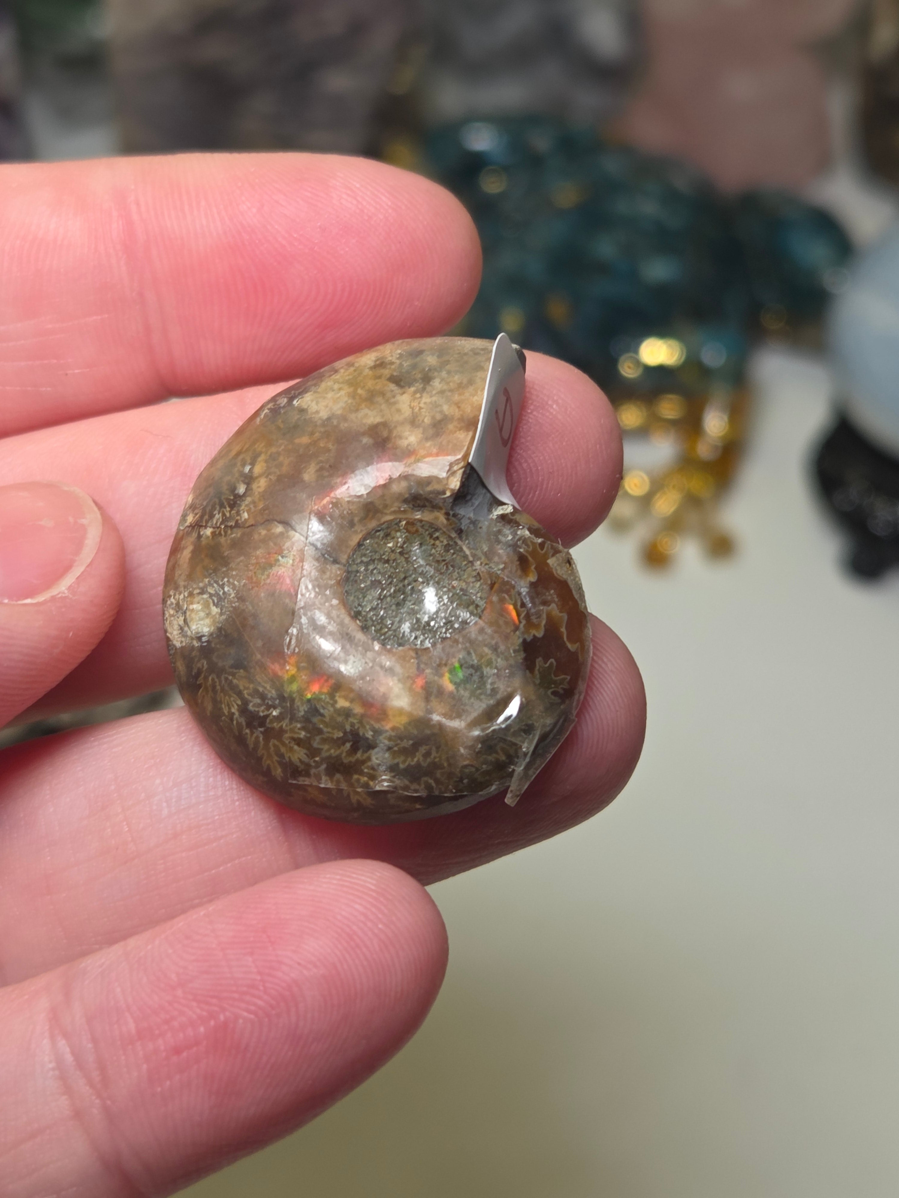 Amanite rainbow shell slice