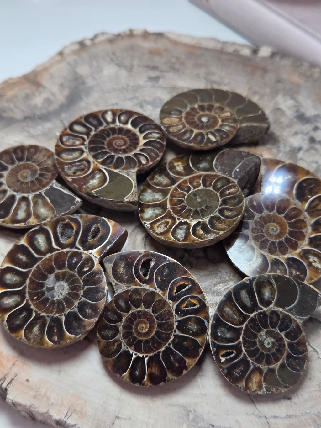 Ammonite Fossil slice  one piece