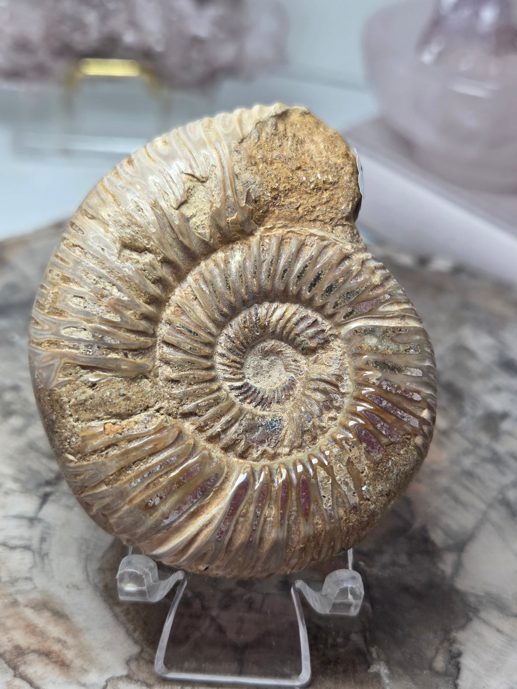Ammonite Fossil specimen option F