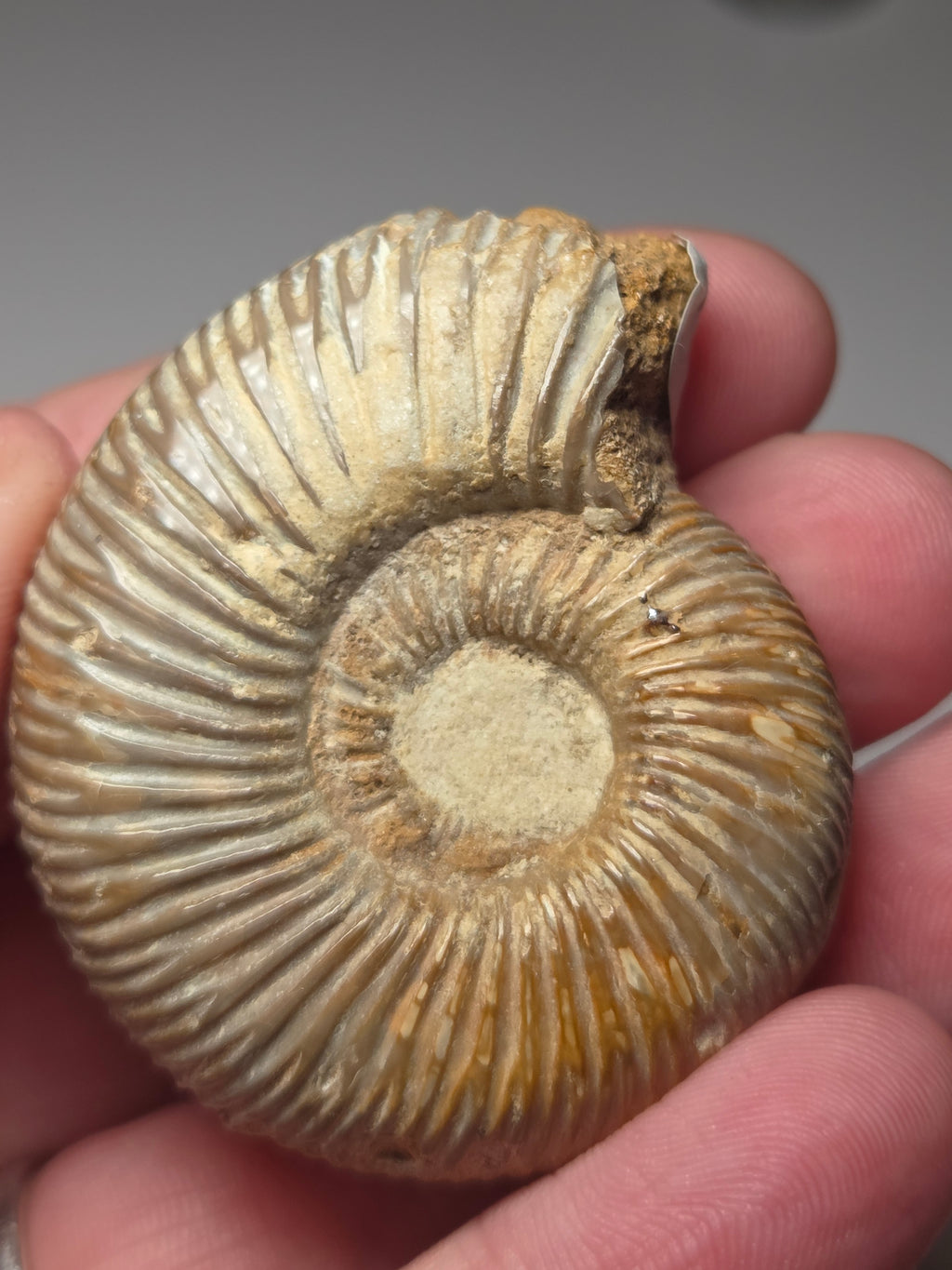 Amanite full fossil