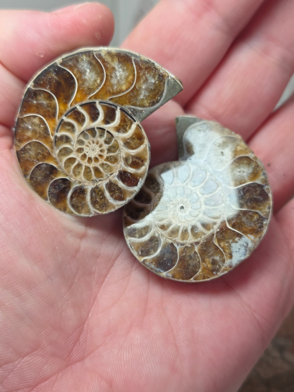 Rainbow Ammonite Fossils Set of 2 slices