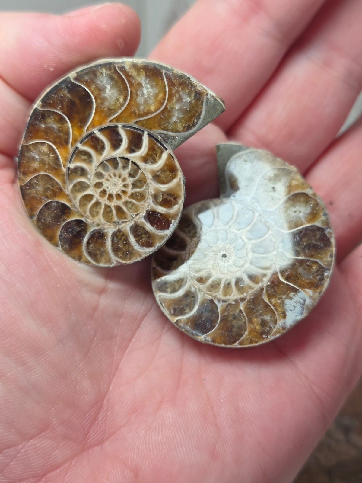 Rainbow Ammonite Fossils Set of 2 slices