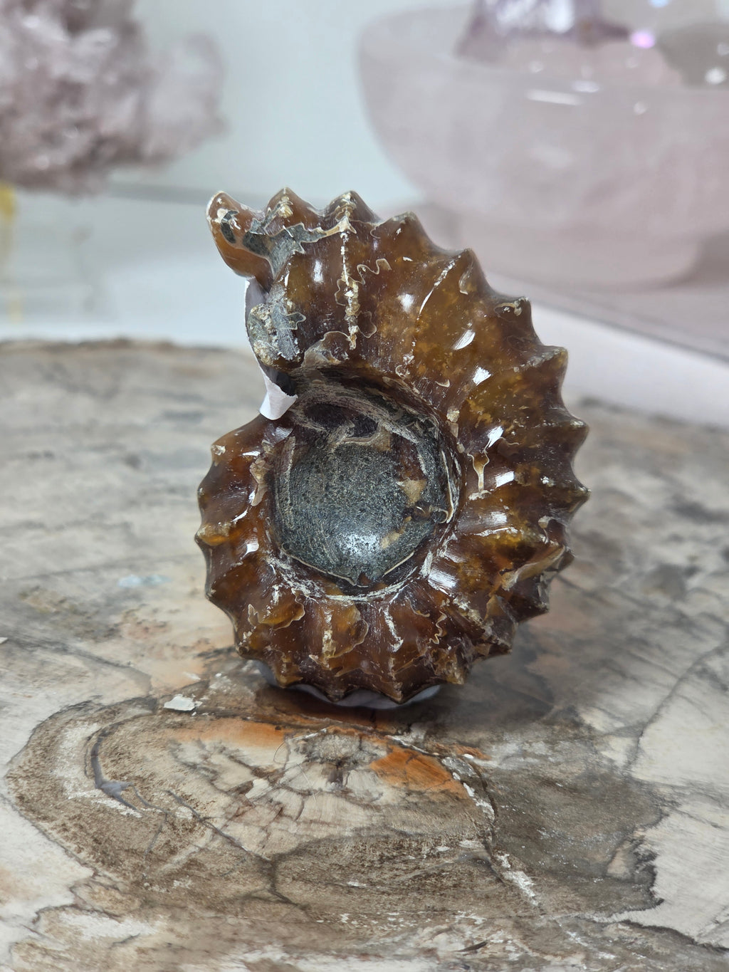 Dragon ammonite Fossil Specimen