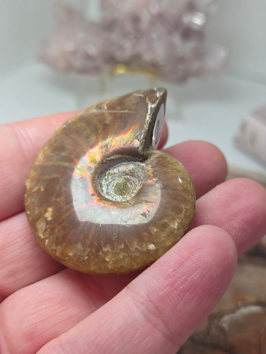 Full Rainbow Ammonite Fossil specimen option 2