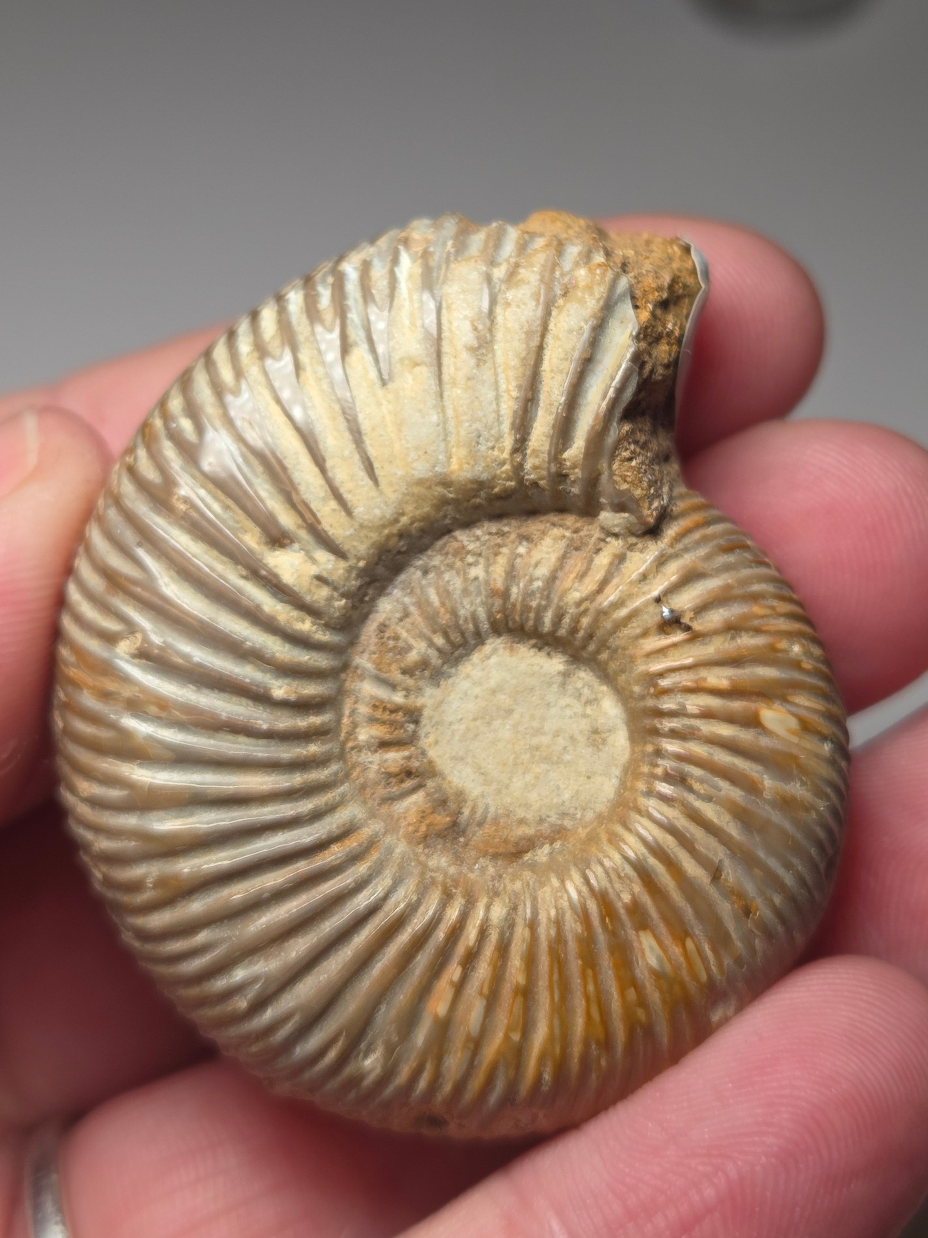 Amanite full fossil