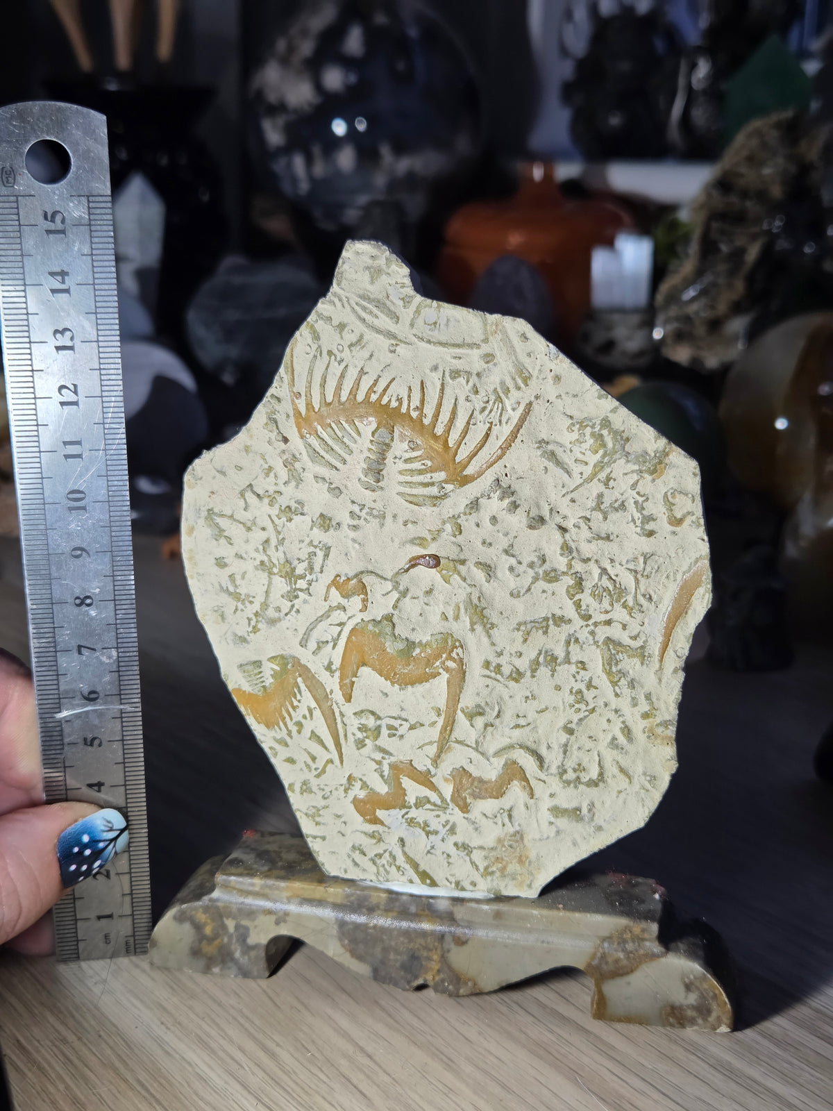 Ancient fossil arthropods called trilobites slab on jade stand