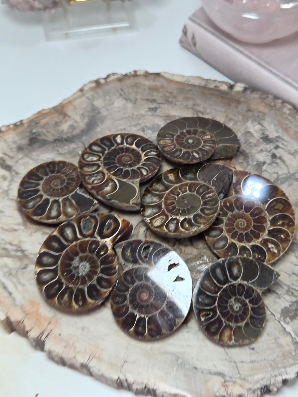Ammonite Fossil slice  one piece