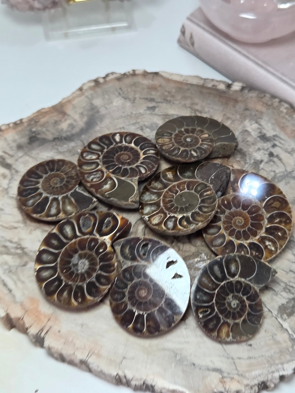 Ammonite Fossil slice  one piece