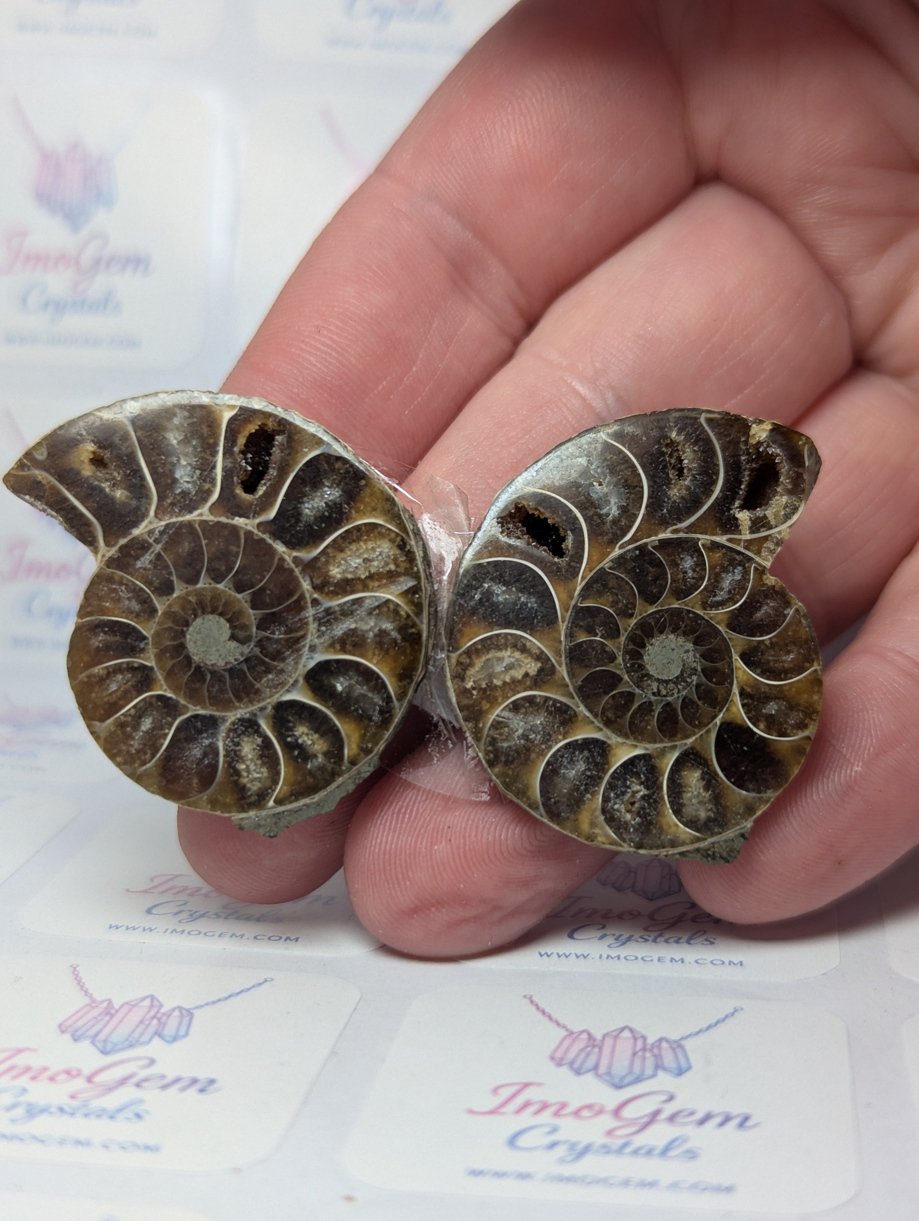 Duzy Amanite fossil slices