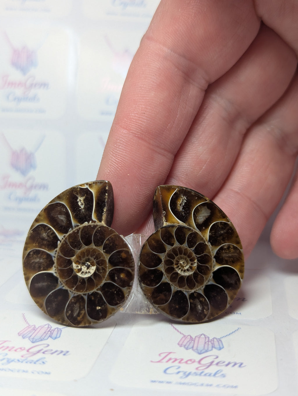 Rainbow Amanite fossil slices set of 2