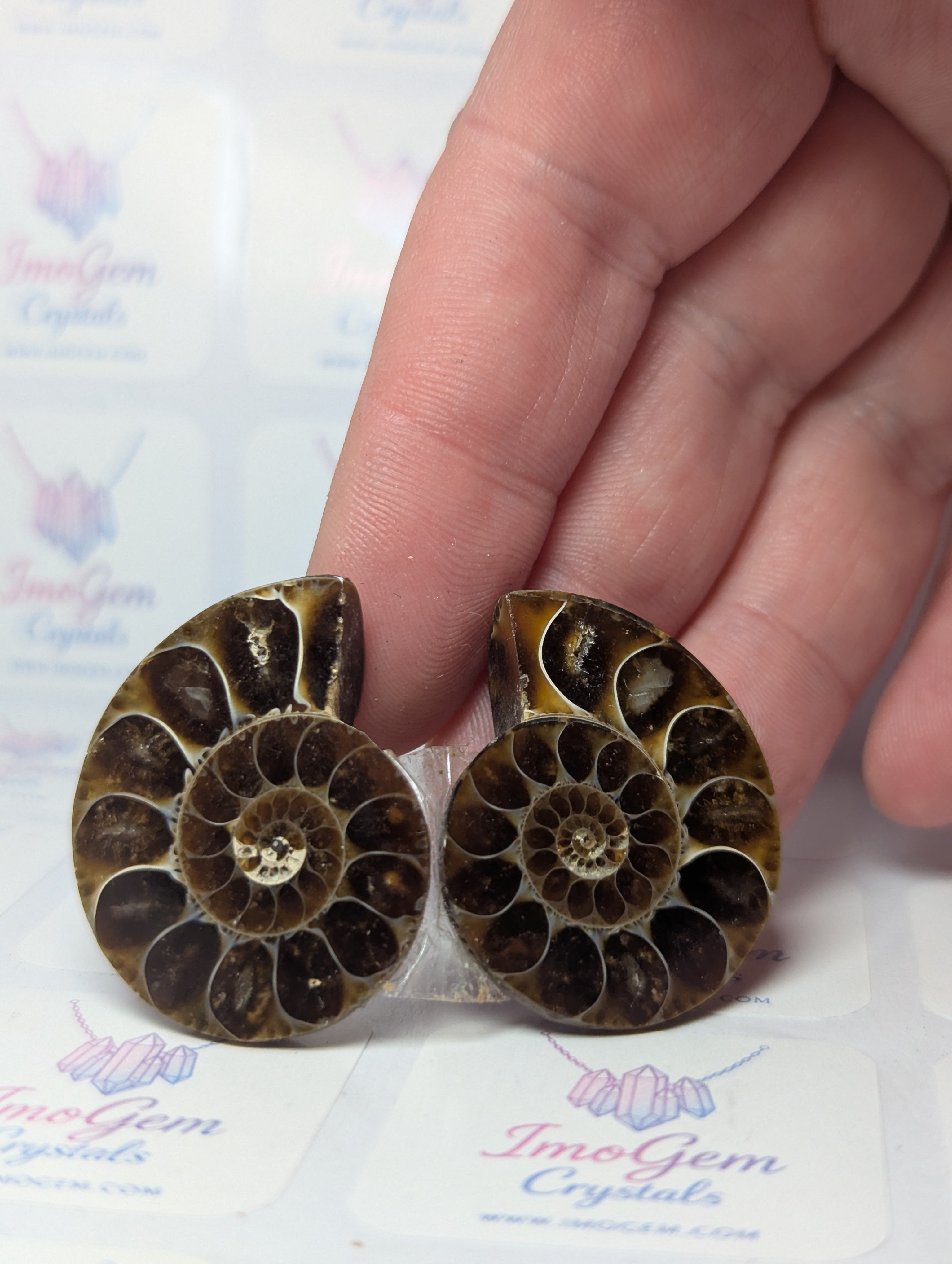Rainbow Amanite fossil slices set of 2