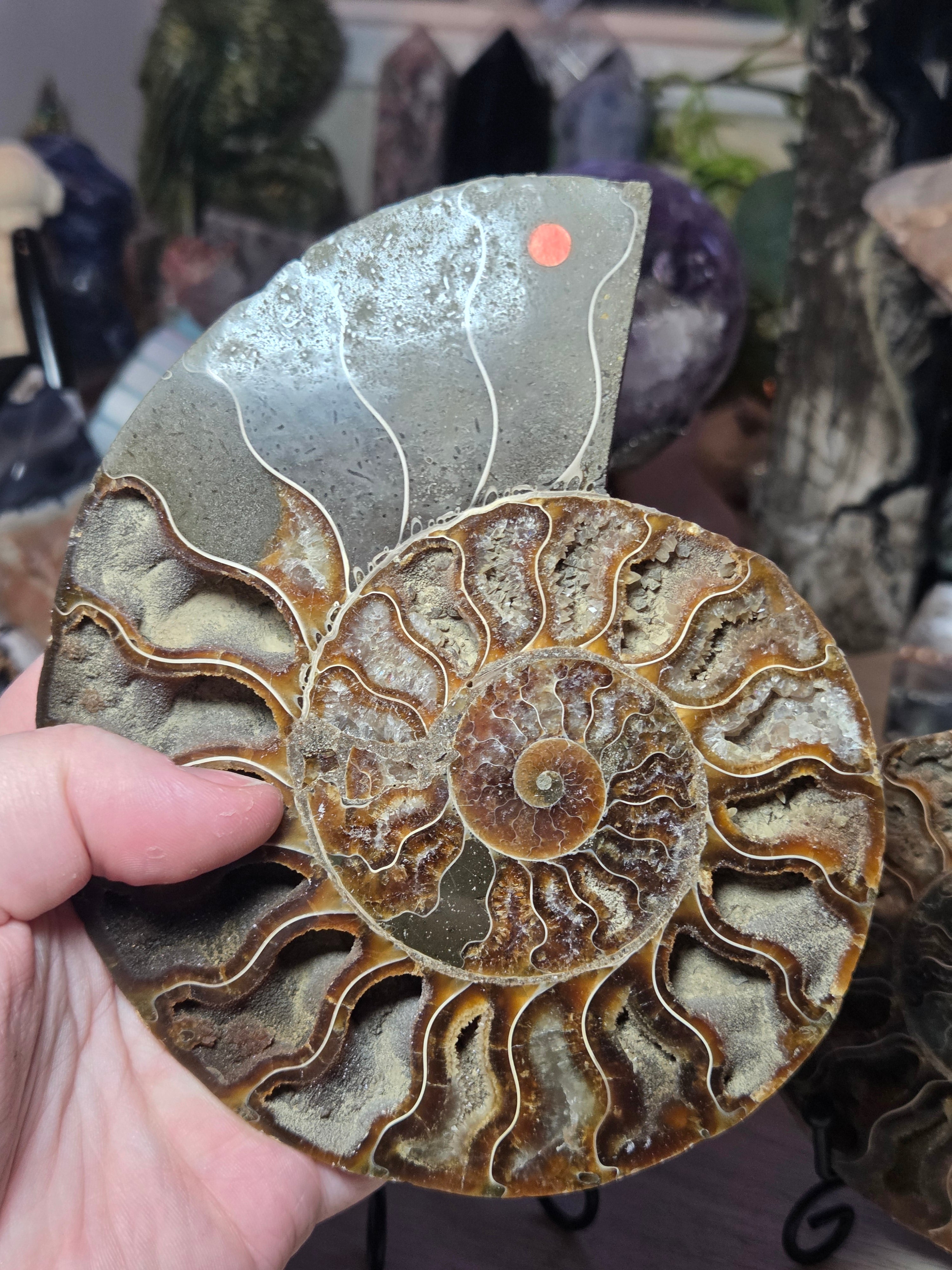 Large Amanite slices with Stands