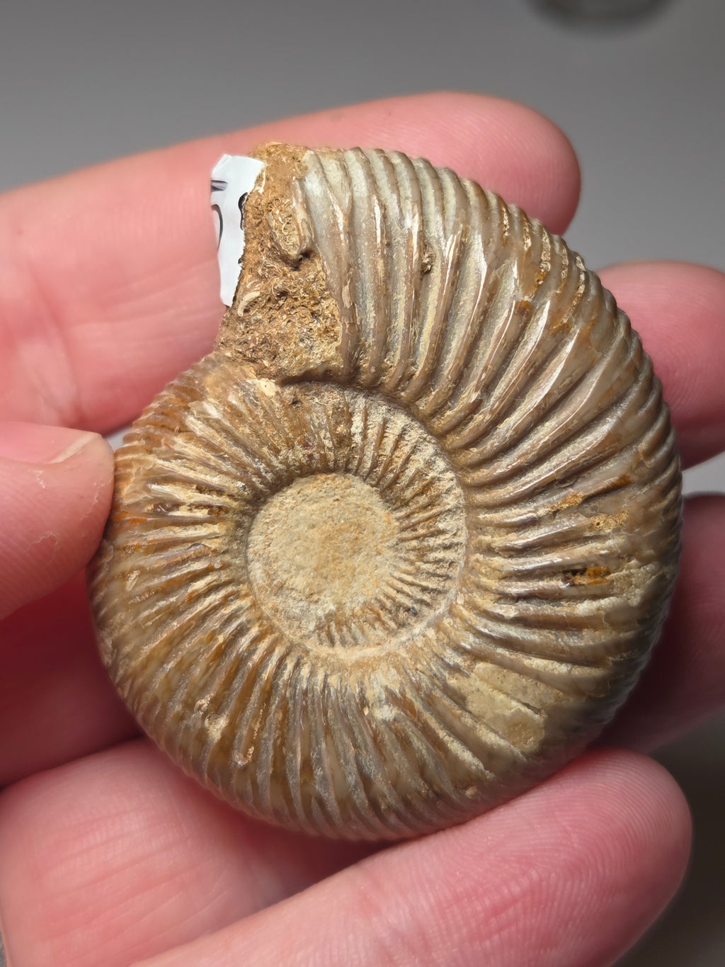 Amanite full fossil