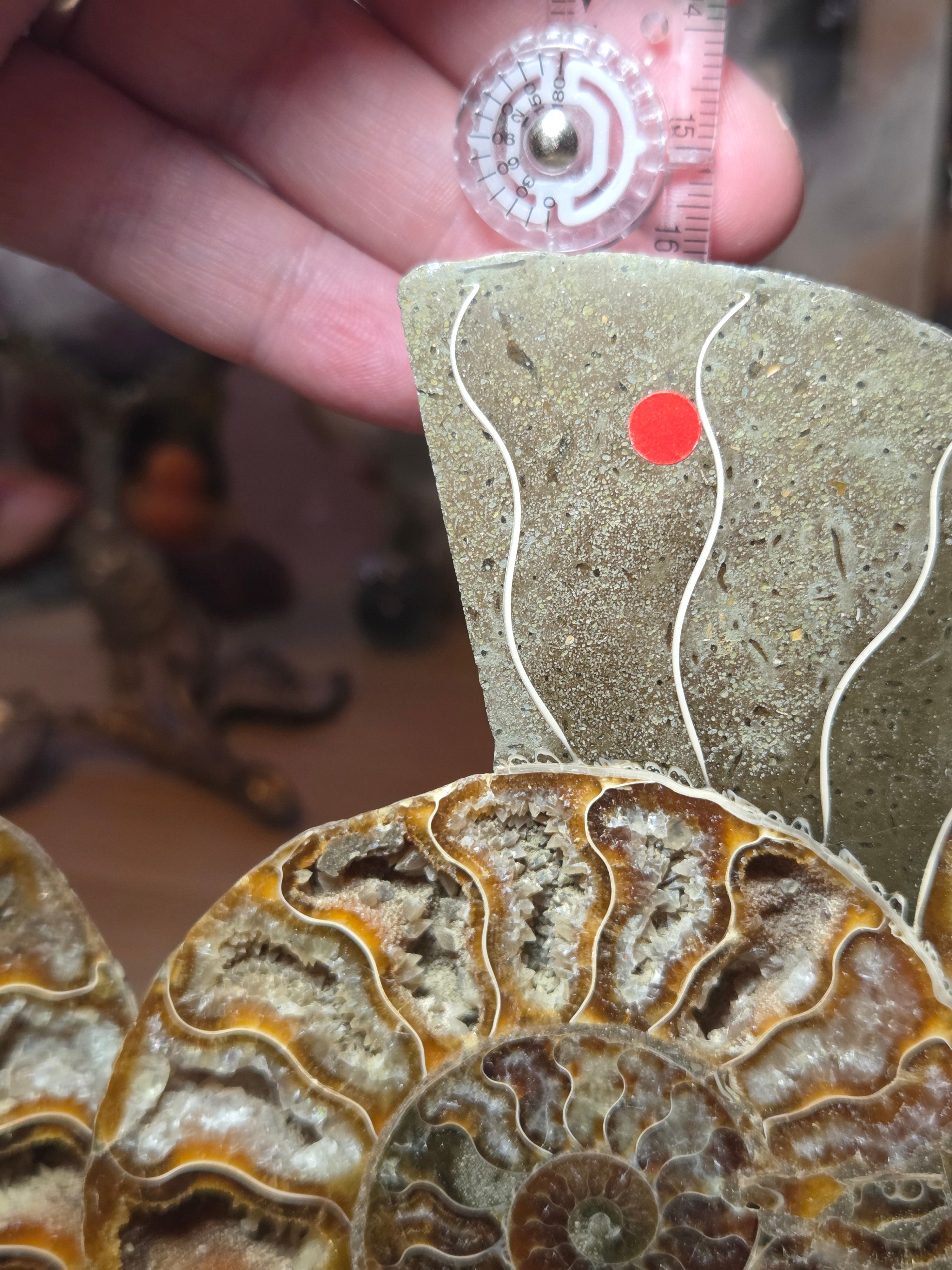 Large Amanite slices with Stands