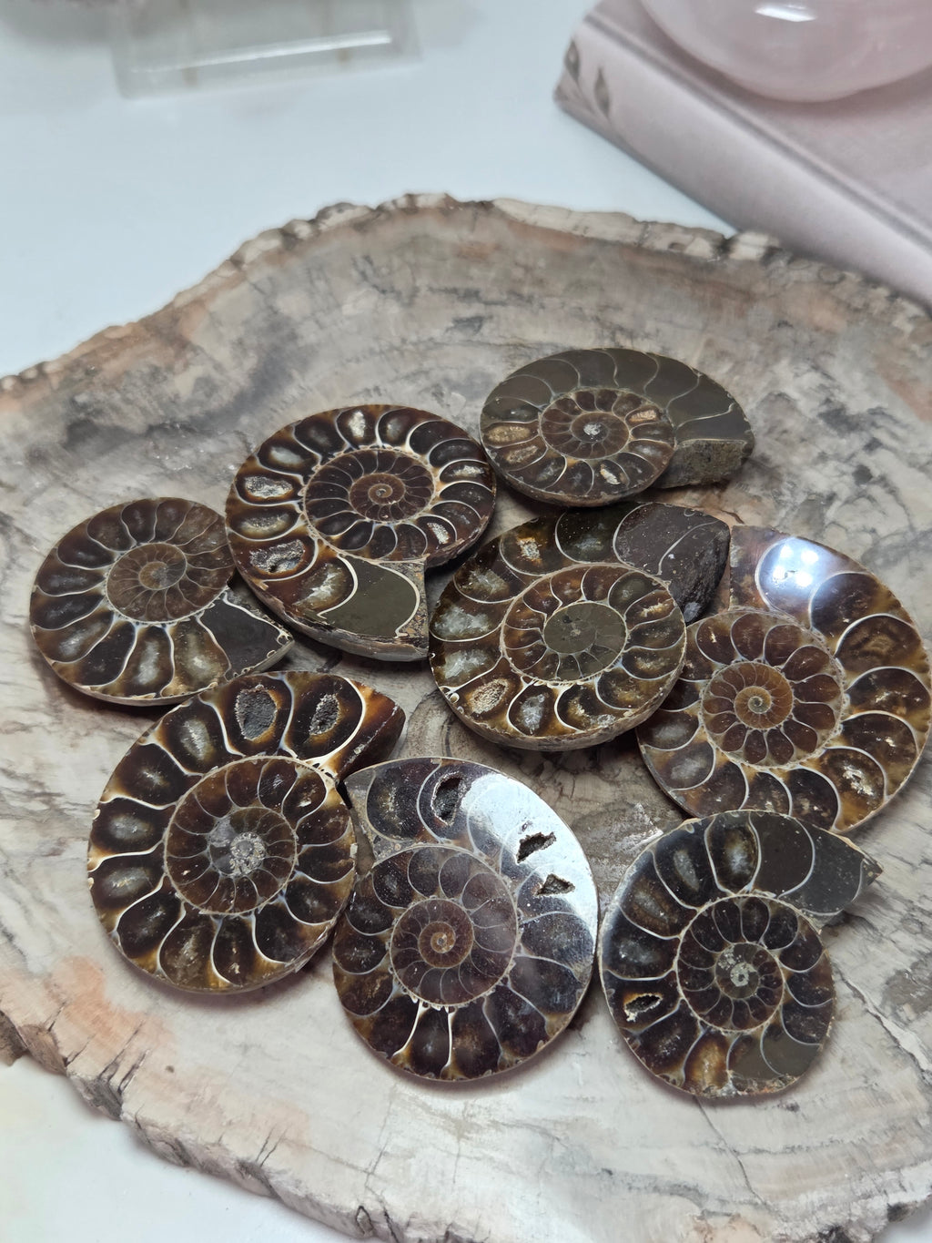Ammonite Fossil slice  one piece