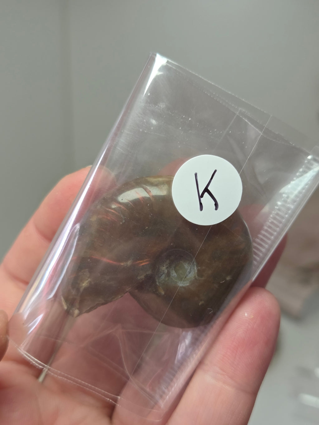 Rainbow Ammonite Fossil specimen option  K