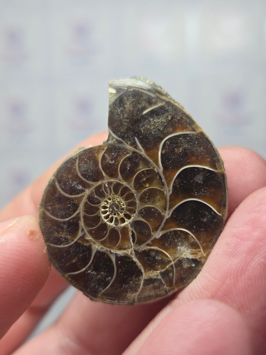 Amazonite fossils picked at random