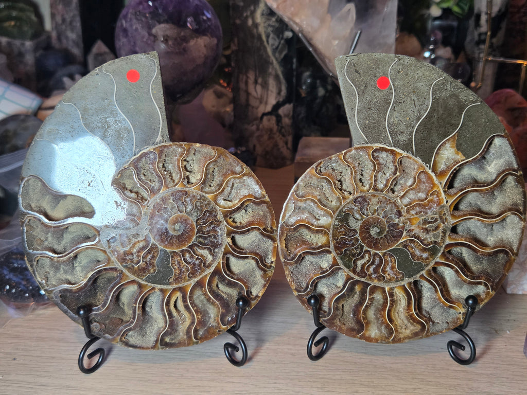 Large Amanite slices with Stands